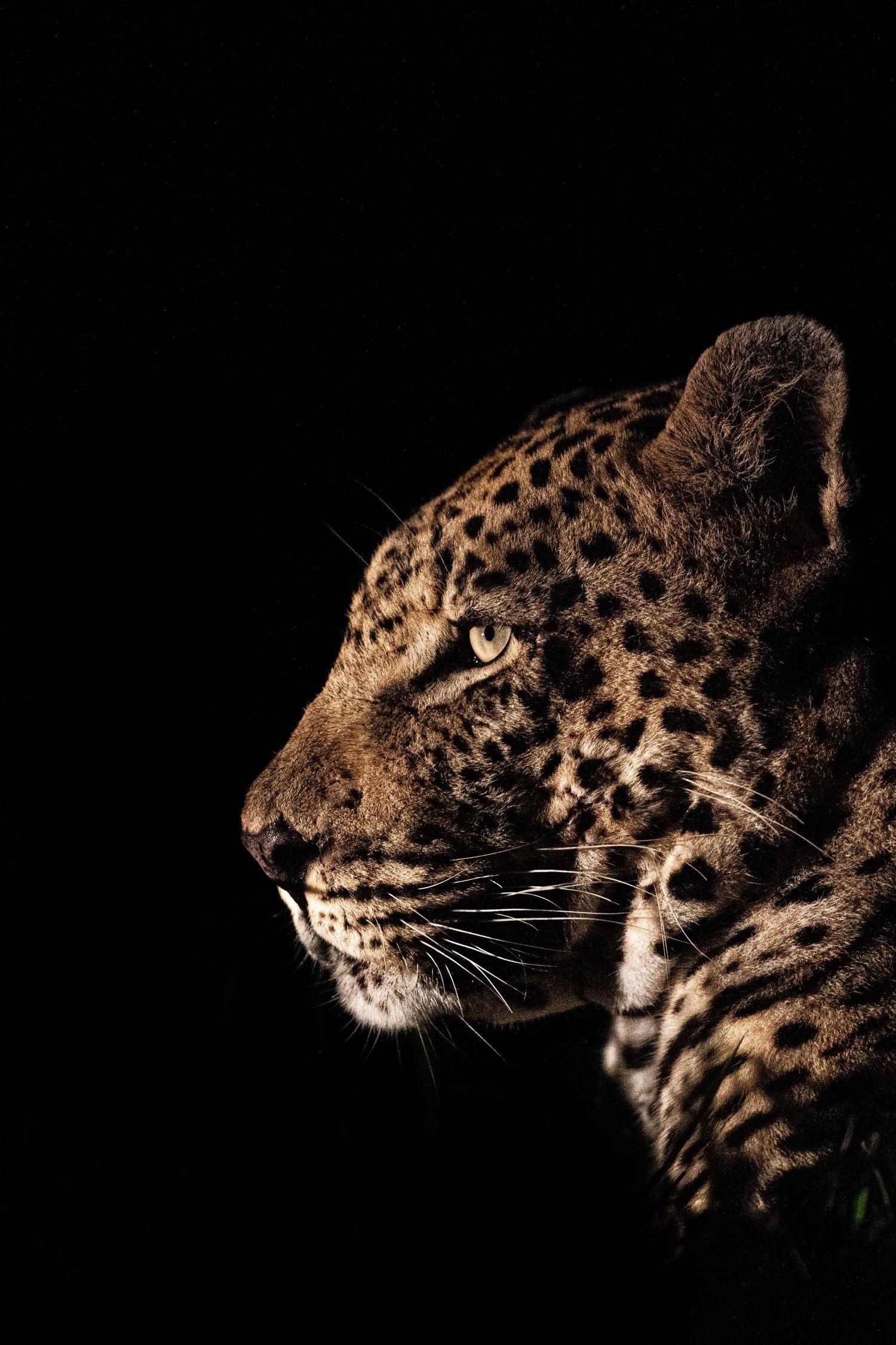 A dramatic side profile portrait of a leopard with spotted coat against a pure black background.