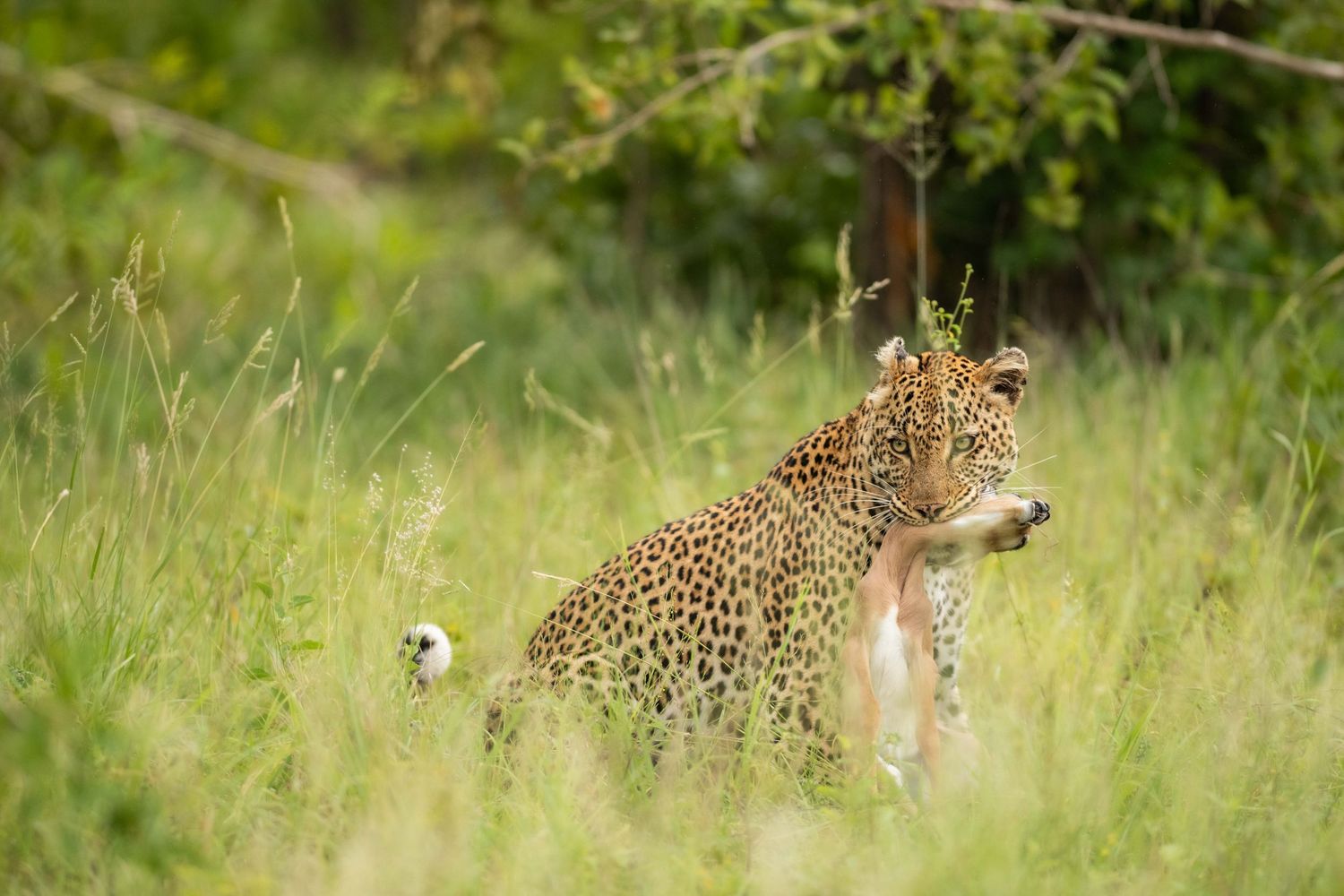 A leopard carries its prey through tall green grass in a lush African savanna setting.