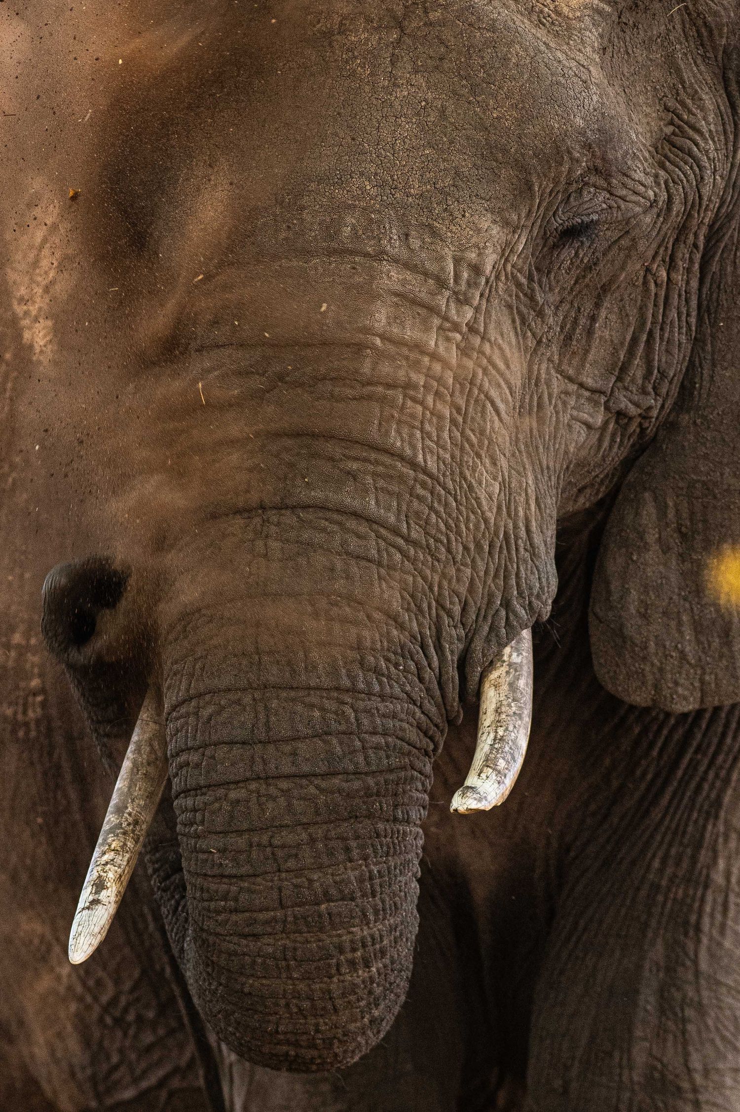 Dramatic close-up of an African elephant face with short ivory tusks and textured wrinkled skin in warm light.
