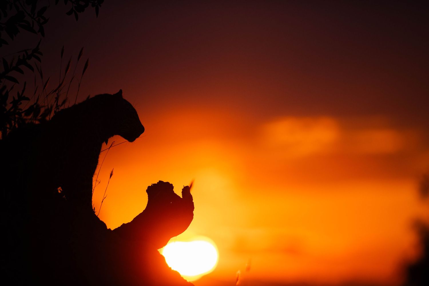 Silhouette of a leopard in a tree against a vivid orange sunset sky.