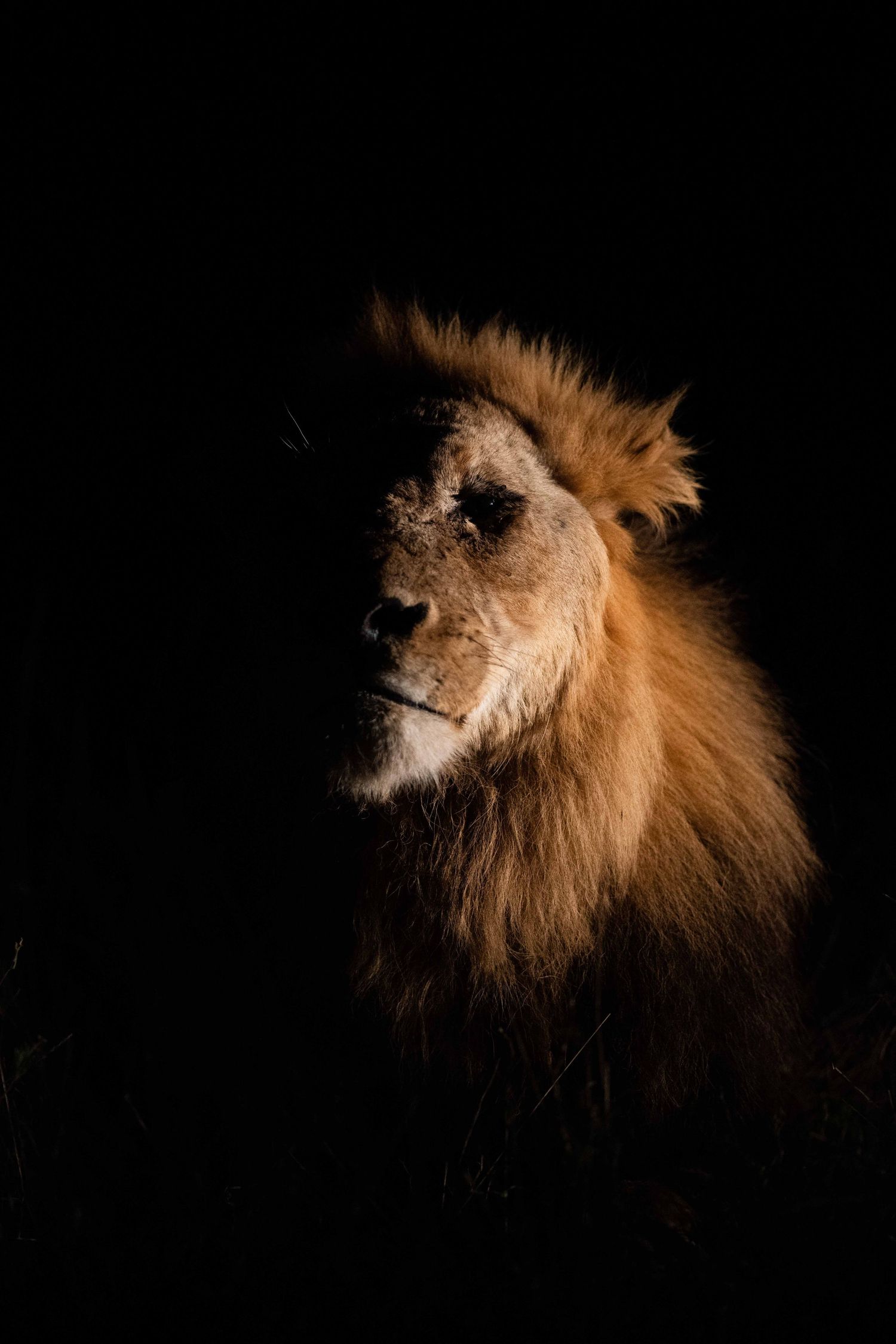 A majestic male lion with a golden mane emerges from darkness in spotlight.