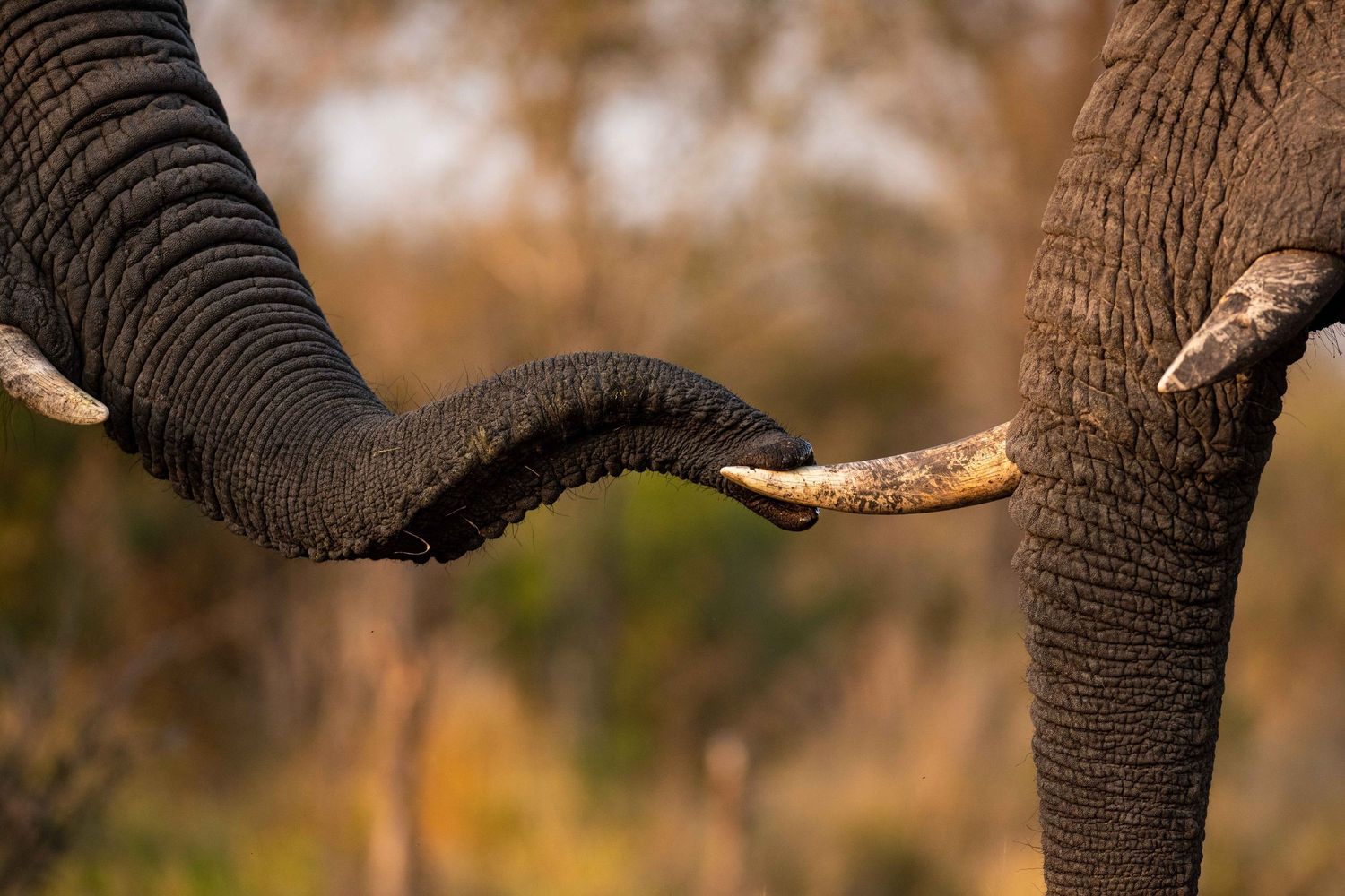 Two African elephants intertwine their trunks in a close-up wildlife photograph.