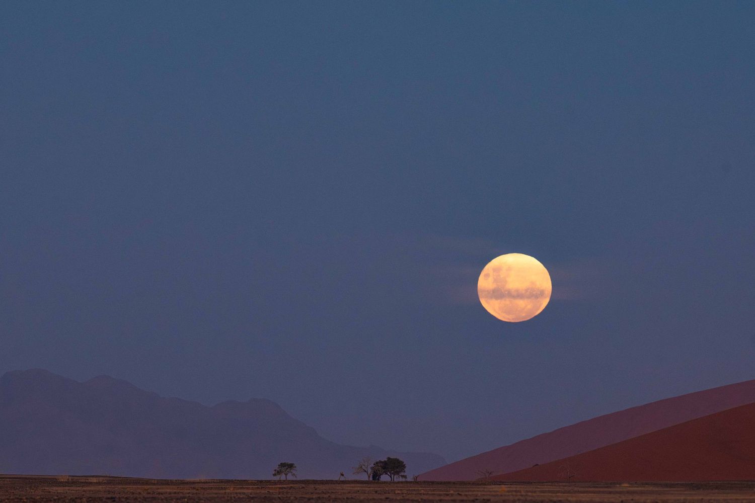 Full moon rising over the Namib Desert landscape with red sand dunes and silhouetted acacia trees.