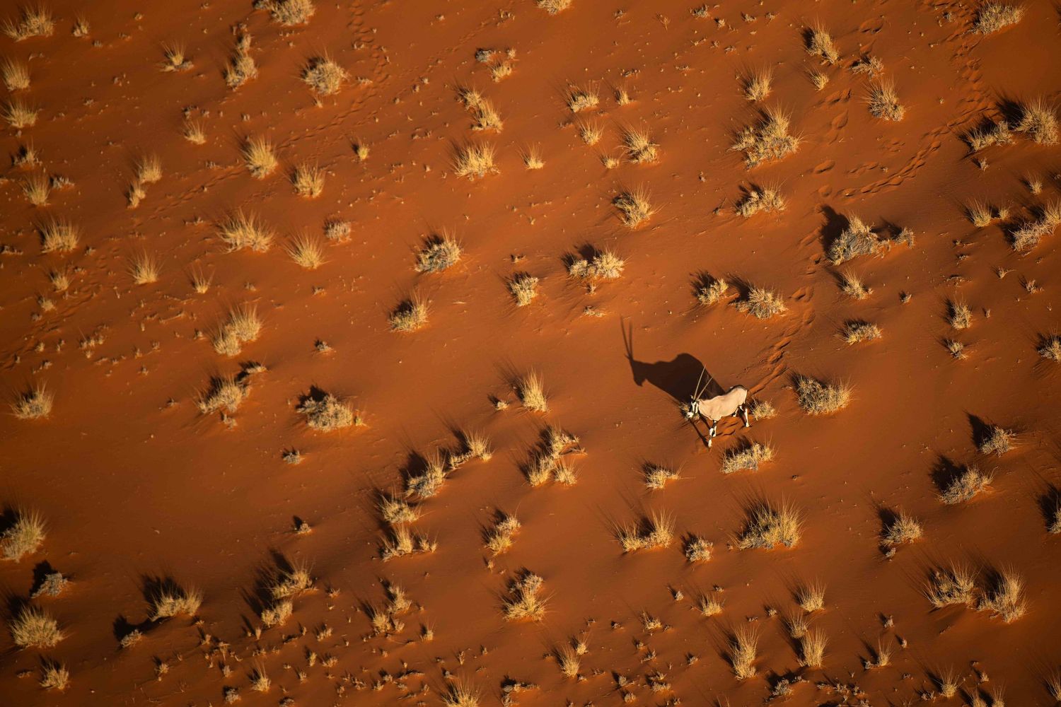 Aerial view of lone oryx casting shadow on red Namib Desert sand dunes with sparse dry vegetation.