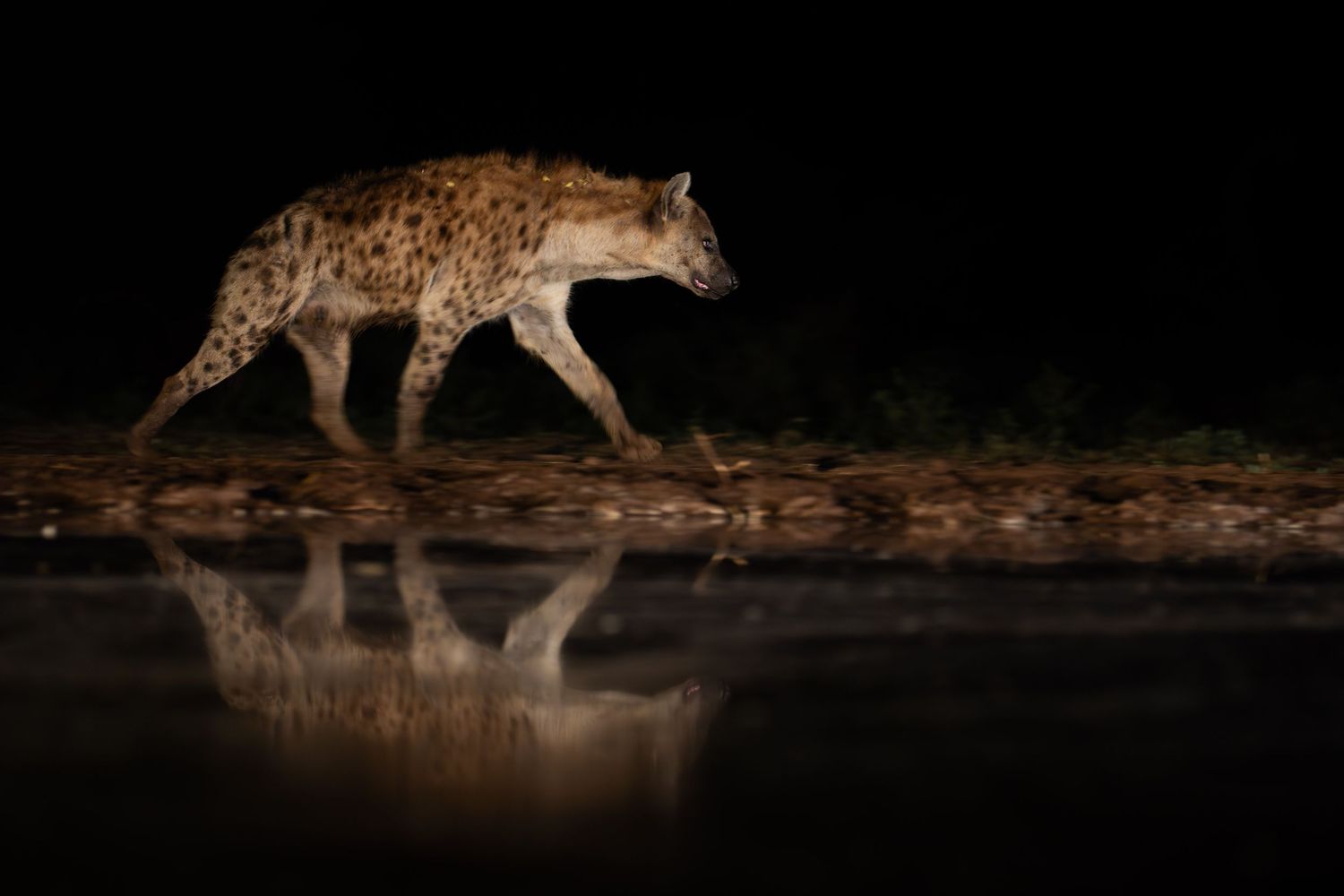 Spotted hyena walking along a reflective watering hole edge in the dark night.