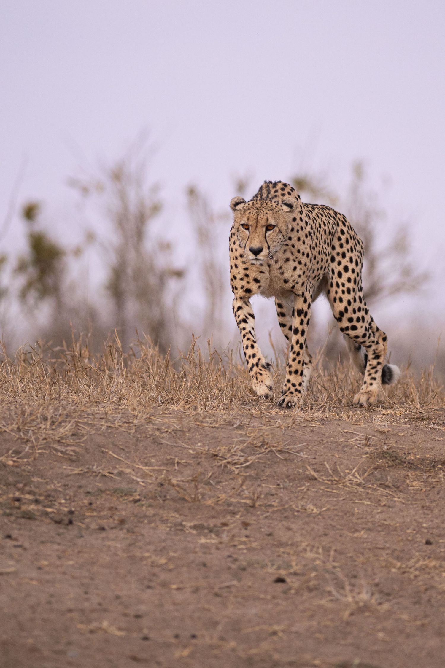 A lone cheetah walks purposefully across dry savanna grassland in soft morning light in an African wildlife reserve.
