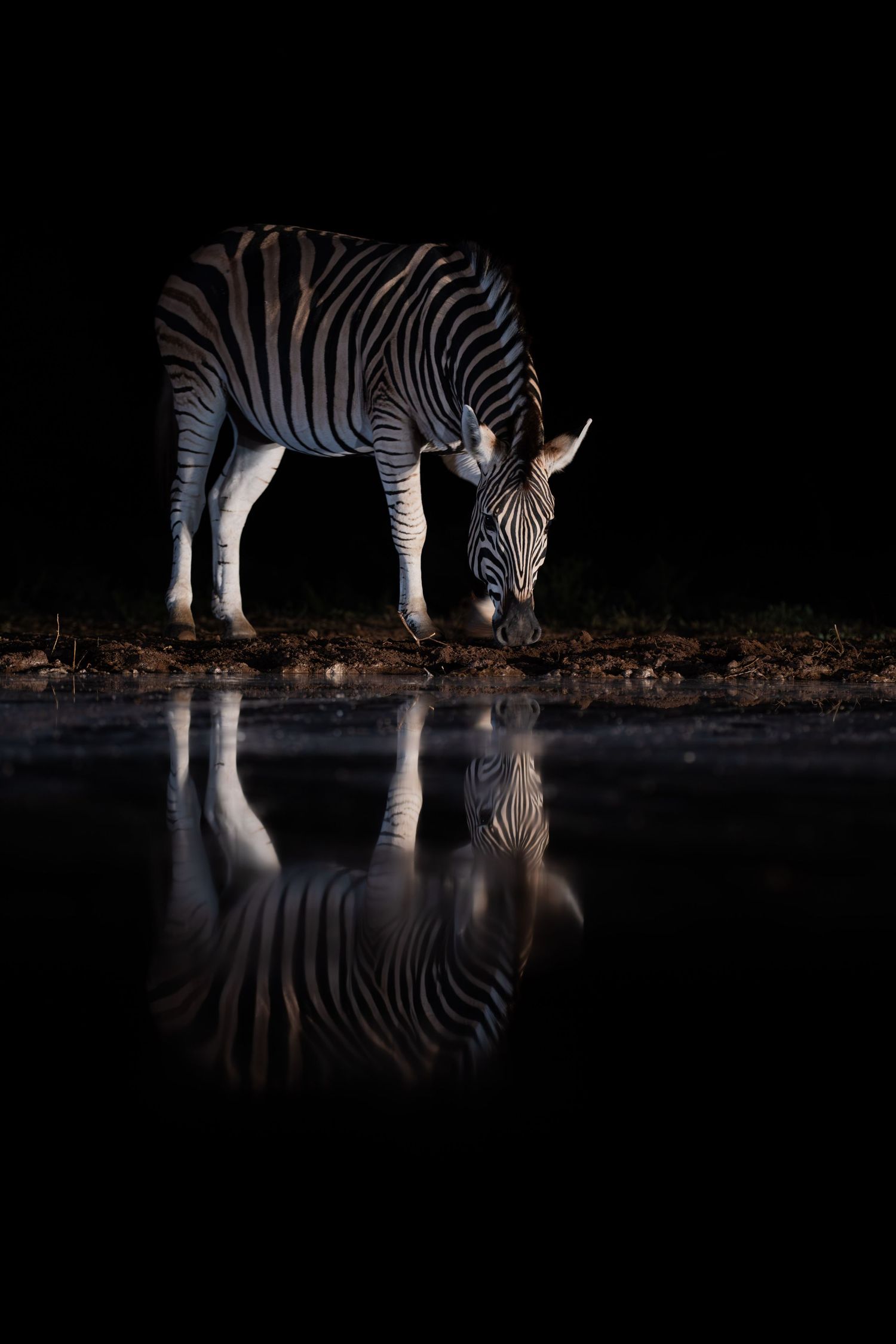 Zebra drinking from a still watering hole at night with striking mirror reflection.