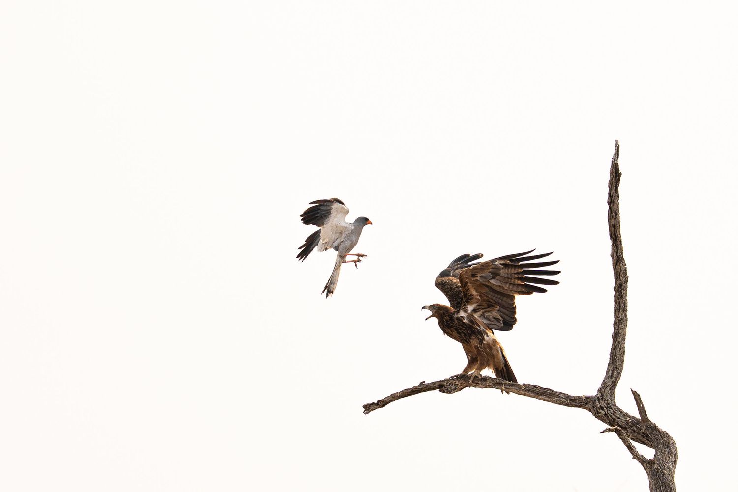 Two birds of prey interact on a bare tree branch against a bright white sky.