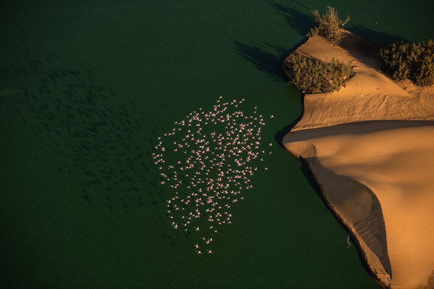Aerial view of a flamingo flock gathered near golden sand dunes beside green water.