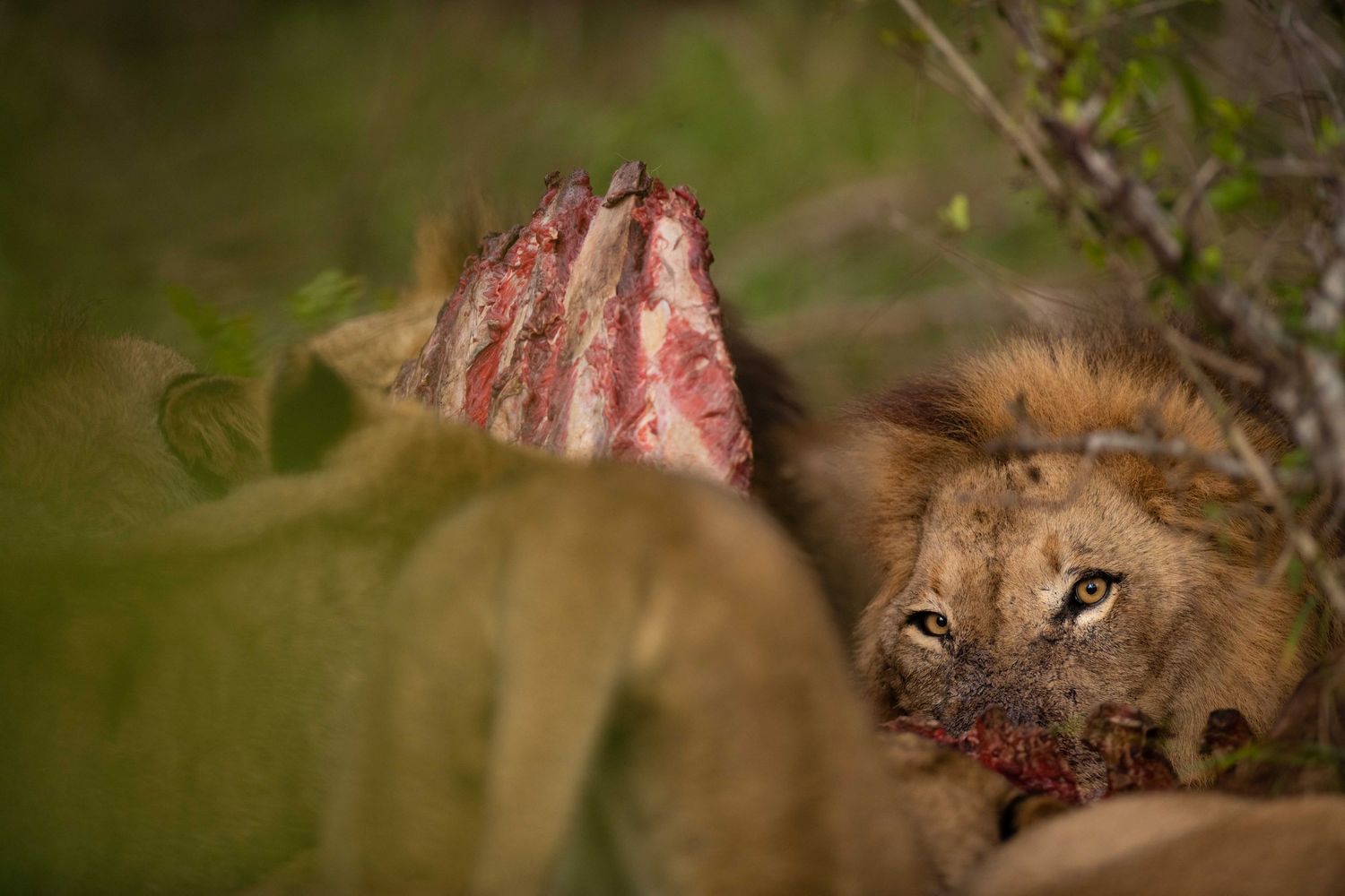 A male lion feeds on a fresh kill hidden among green bushes in the African savanna.