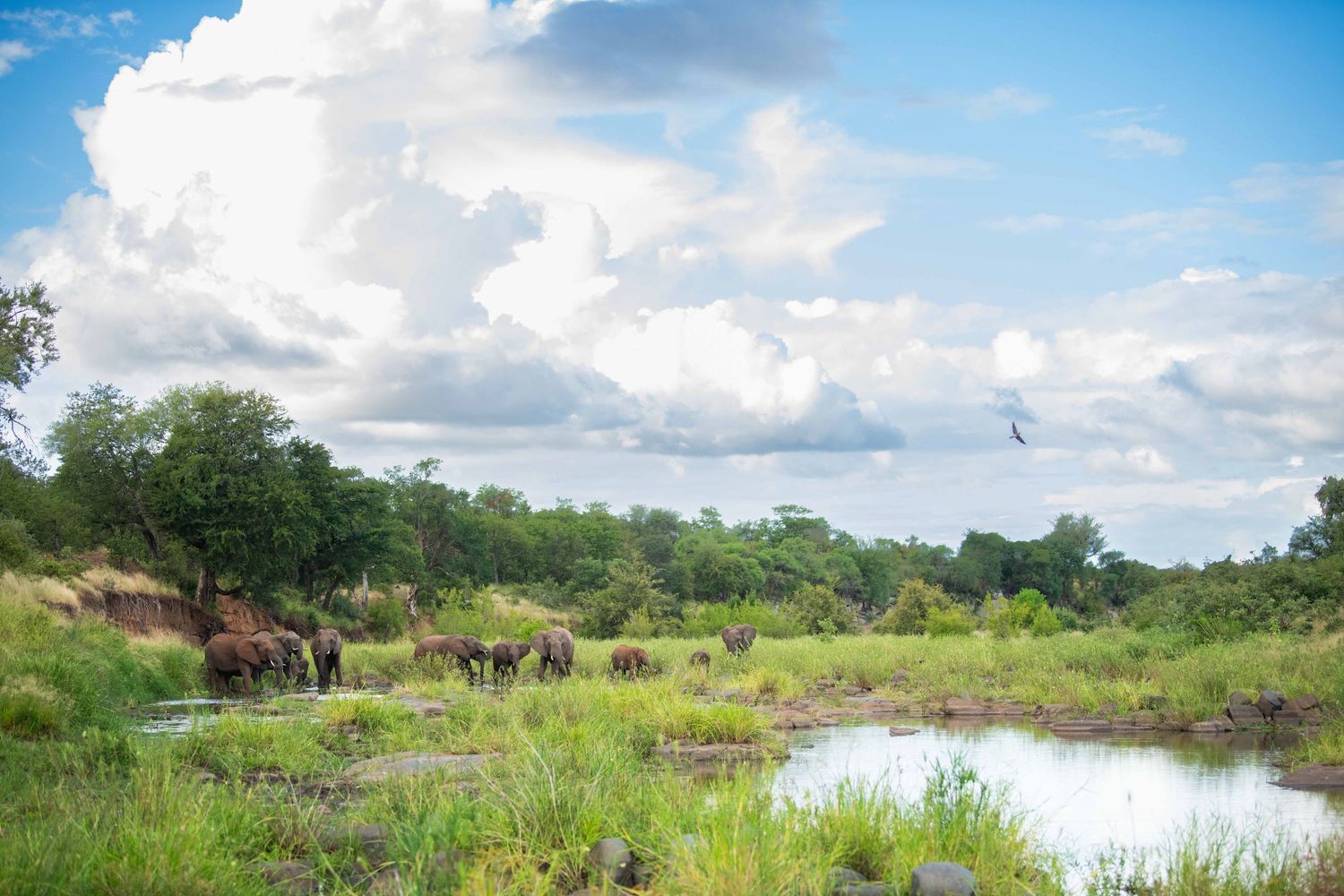 A herd of African elephants drinks and bathes at a lush waterhole under dramatic clouds in the savanna.