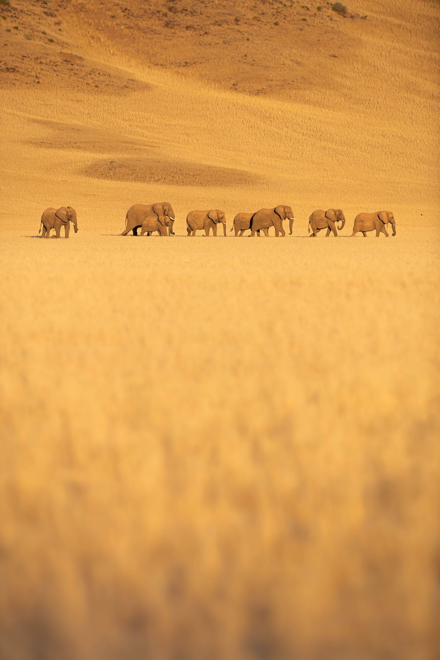A line of eight African elephants marches across golden desert grassland with a vast sand dune behind them.
