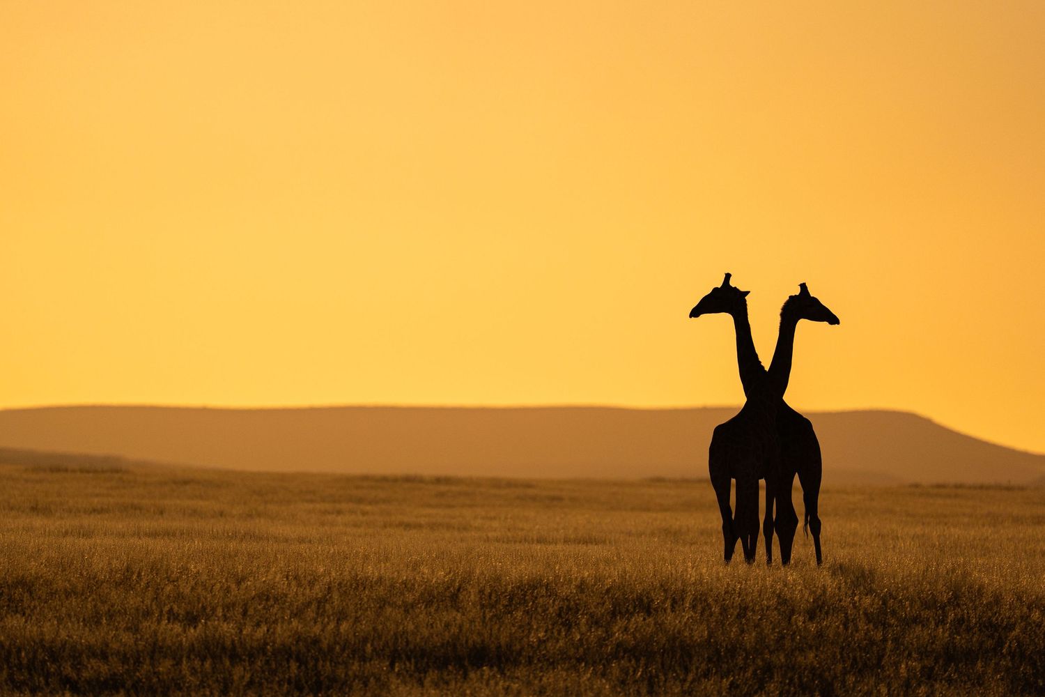 Two giraffes silhouetted against a golden sunset sky on the African savanna.