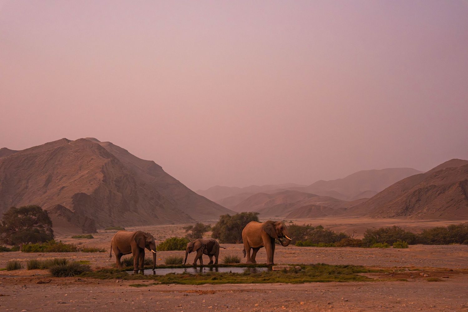 Three African elephants gather near a water source at sunset with dramatic desert mountains in the background.