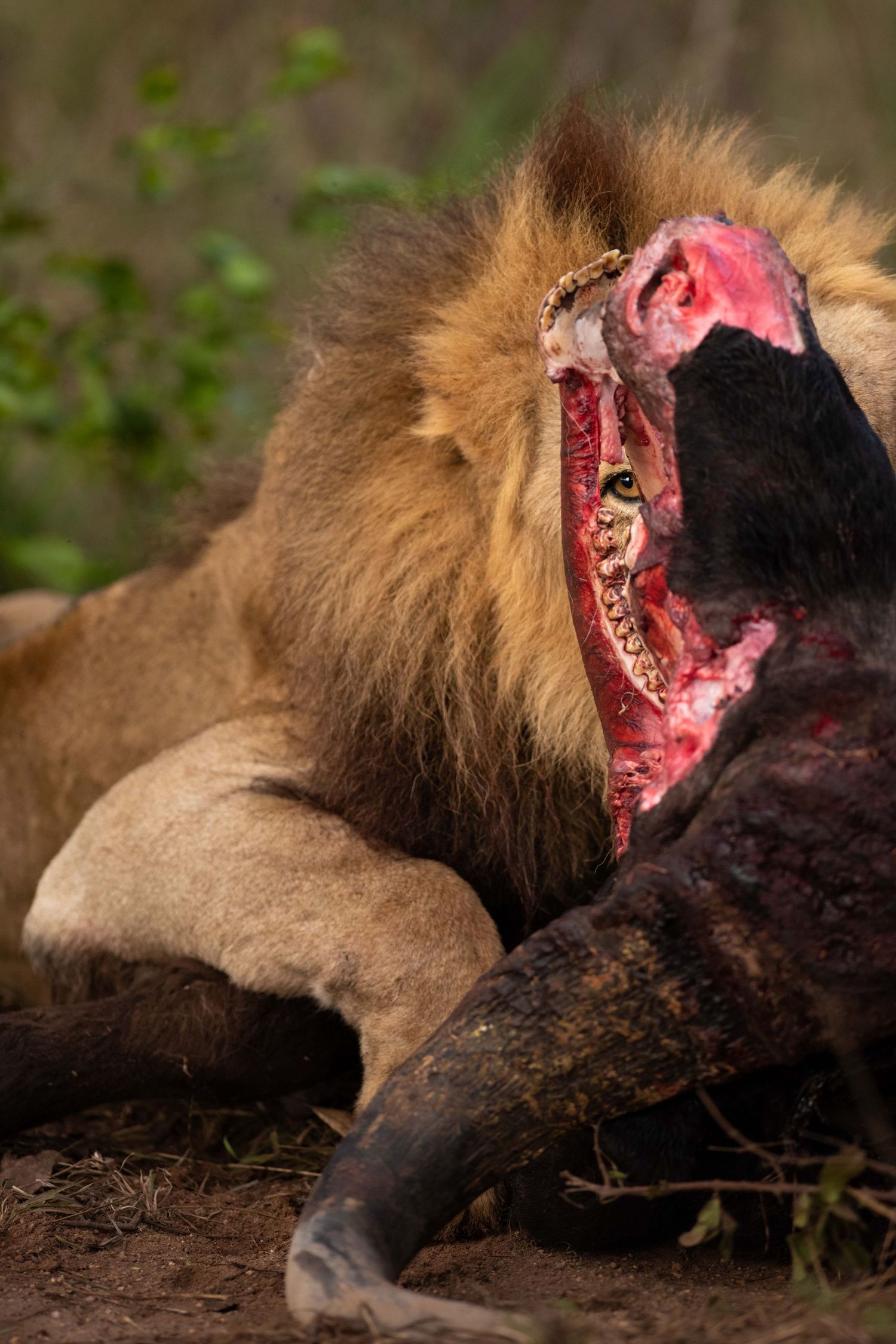 A male lion feeds on a fresh kill, its face covered in blood.