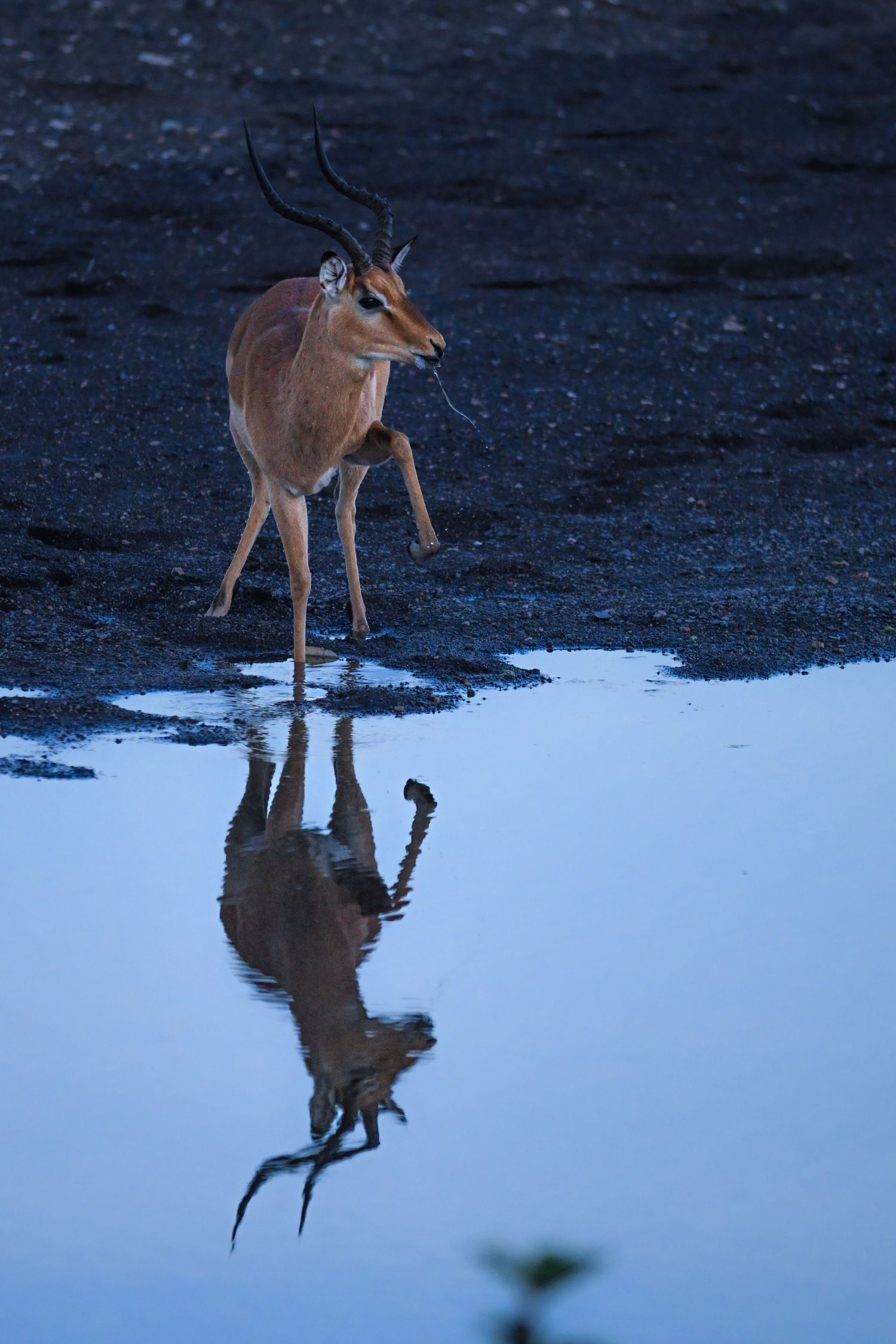 An impala antelope stands at a watering hole at dusk, its reflection perfectly mirrored in still blue water.