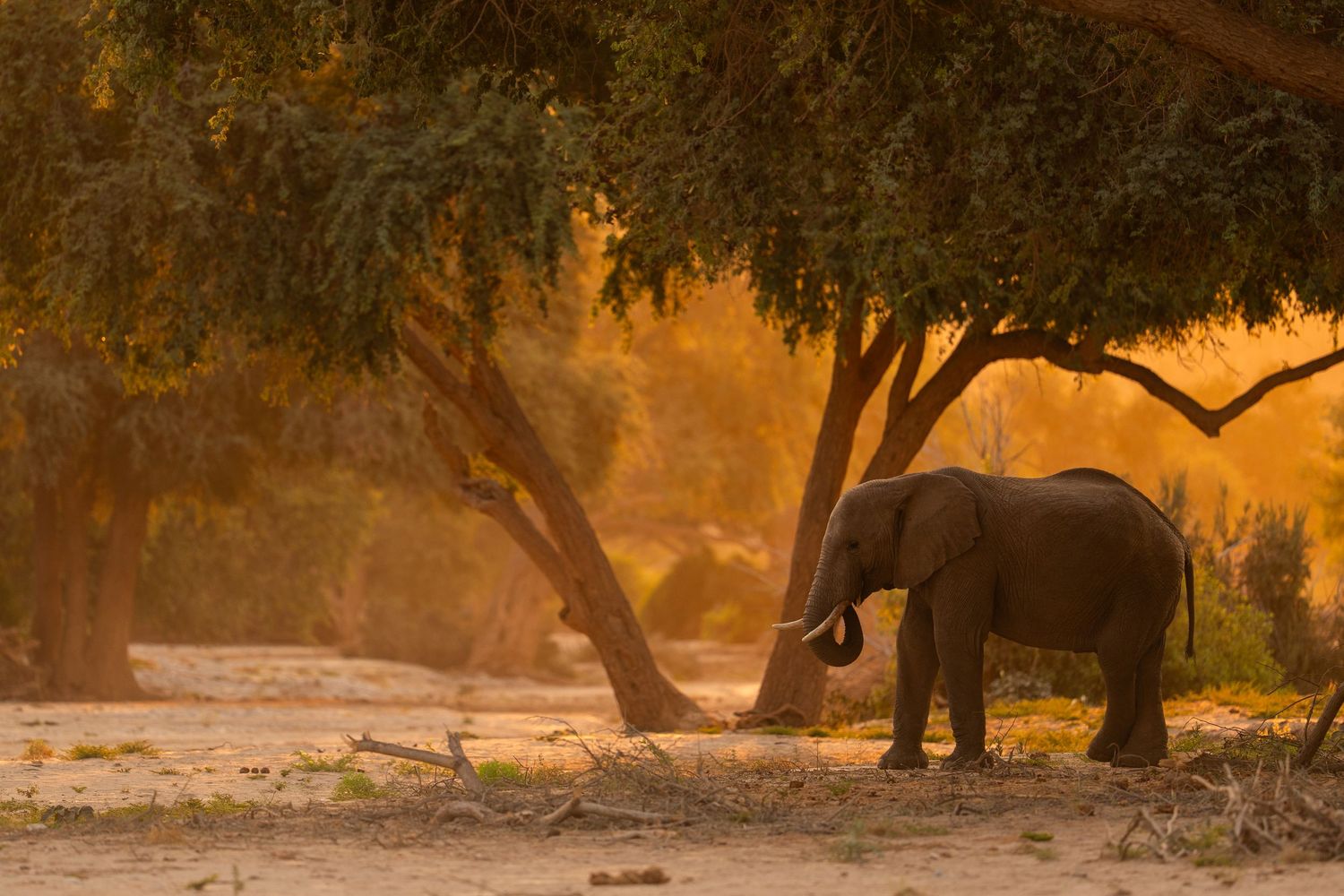 A lone elephant stands beneath golden acacia trees in warm sunset light in Africa.