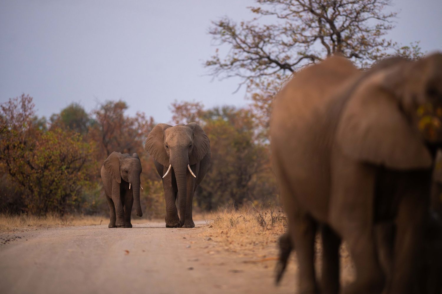 A herd of African elephants walking along a dry dirt road through sparse woodland at dusk.