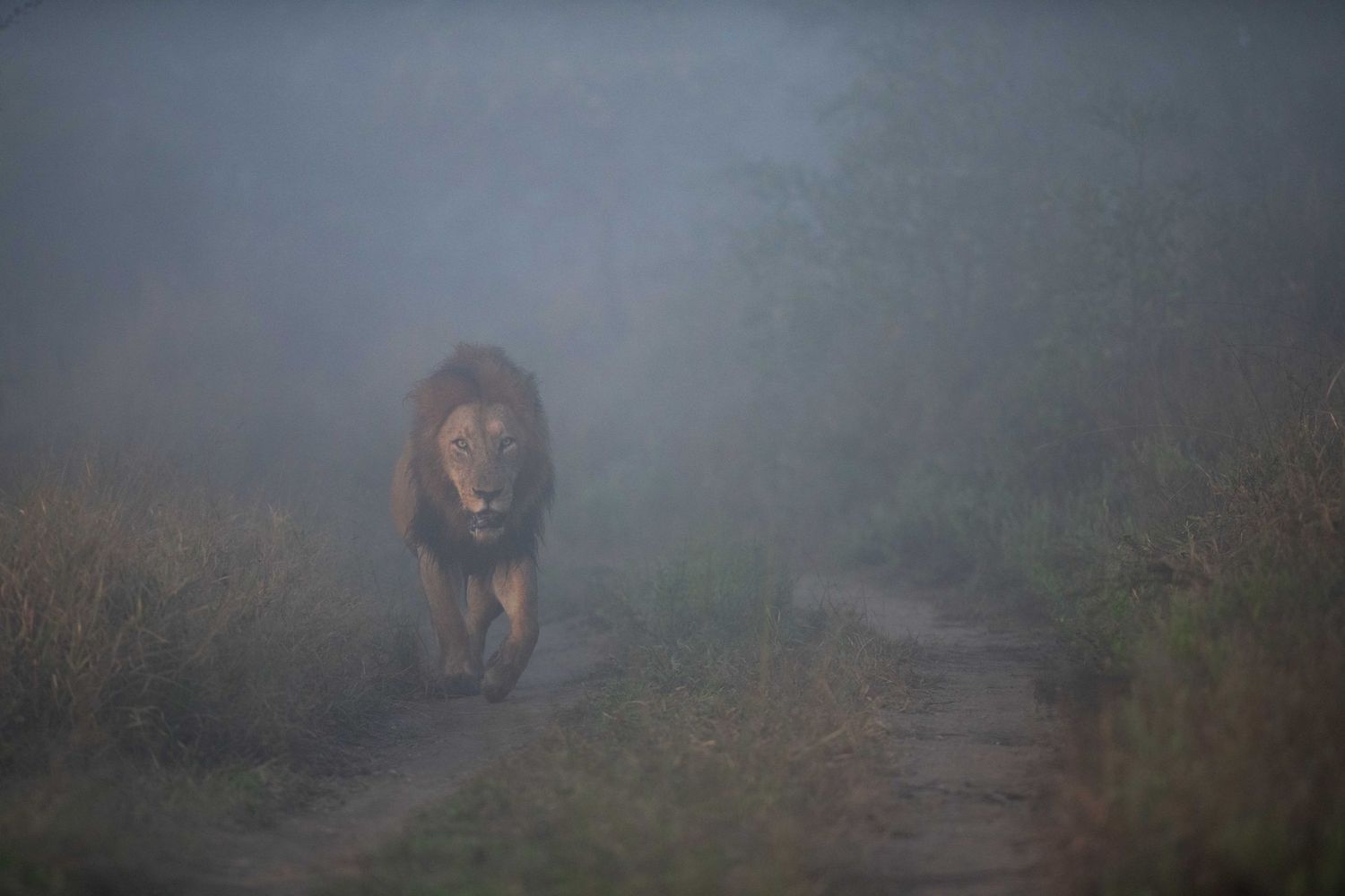 A male lion walks through dense morning fog along a dirt path in the African wilderness.