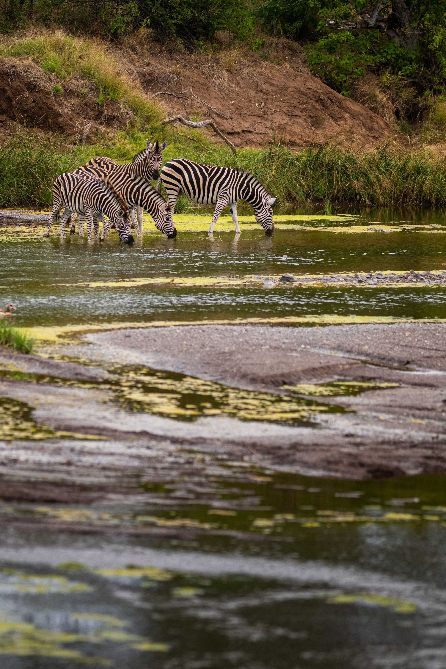 Three zebras drink from a shallow river surrounded by rocky banks and green vegetation.