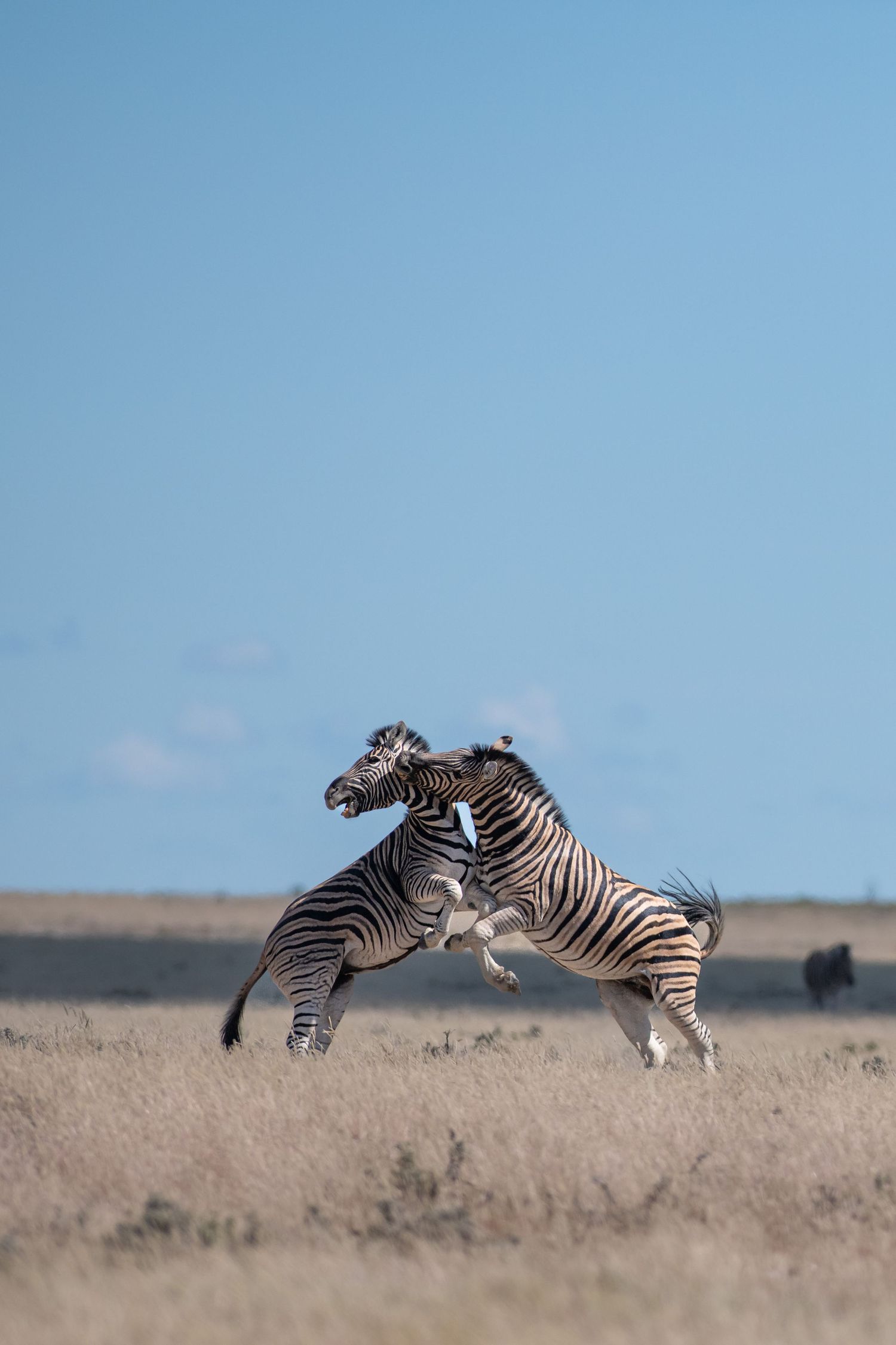 Two zebras rear up and fight in an open grassy plain under a bright blue sky.