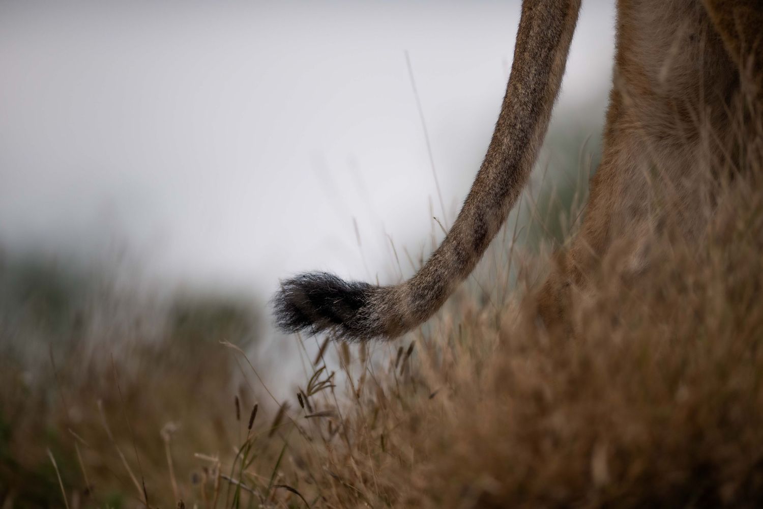 Close-up of a lion's tail with a dark tuft tip resting in dry golden grass.