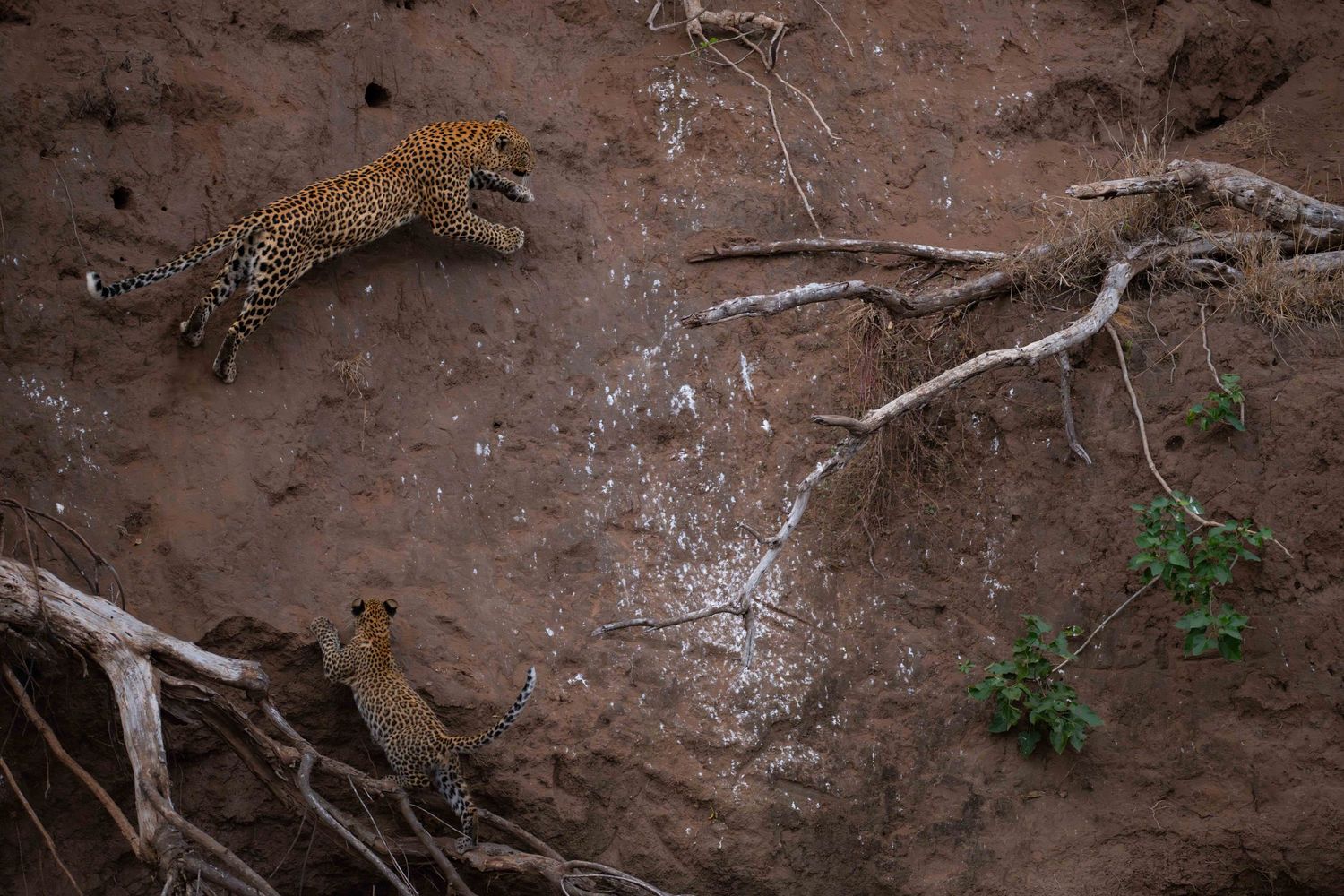 Two leopards navigate a steep muddy riverbank with exposed roots in the African wild.