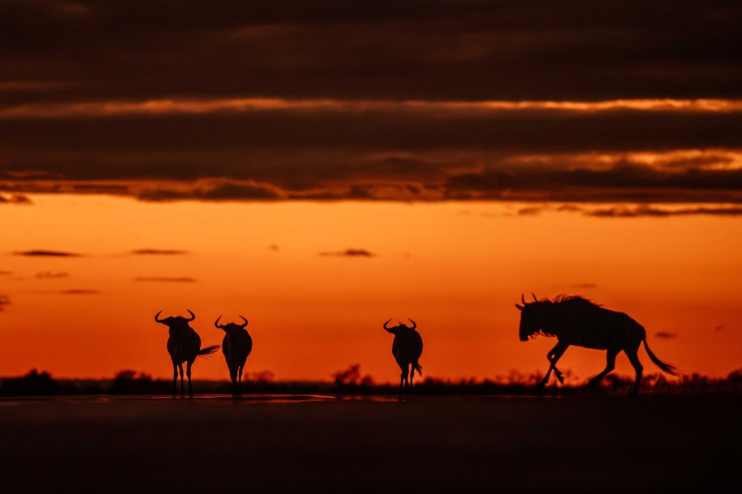 Silhouettes of wildebeest walking against a vivid orange and red African sunset sky during the great migration.
