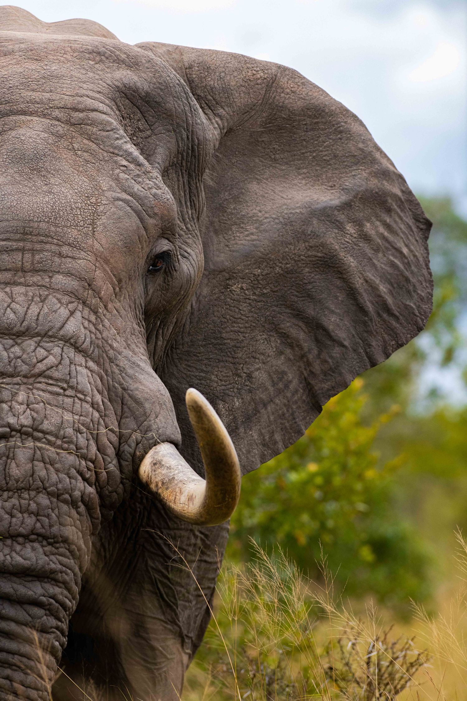 Close-up portrait of a large African elephant with ivory tusks and wrinkled skin against a cloudy sky background.