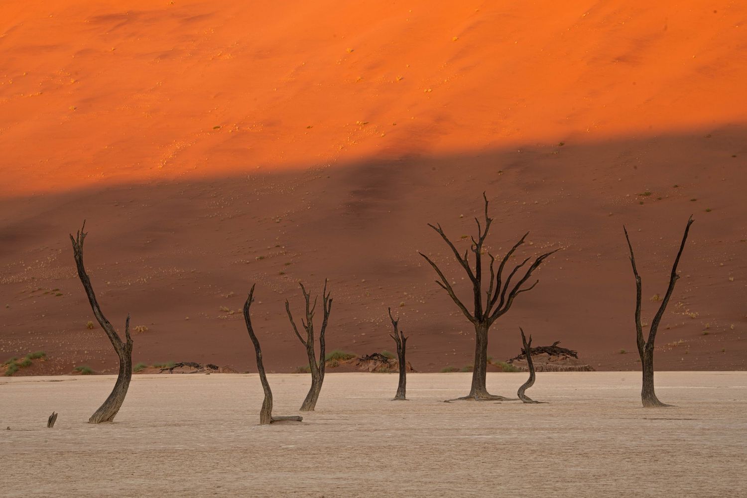 Skeletal dead trees cast long shadows on the white clay pan of Deadvlei at golden hour, Namibia.