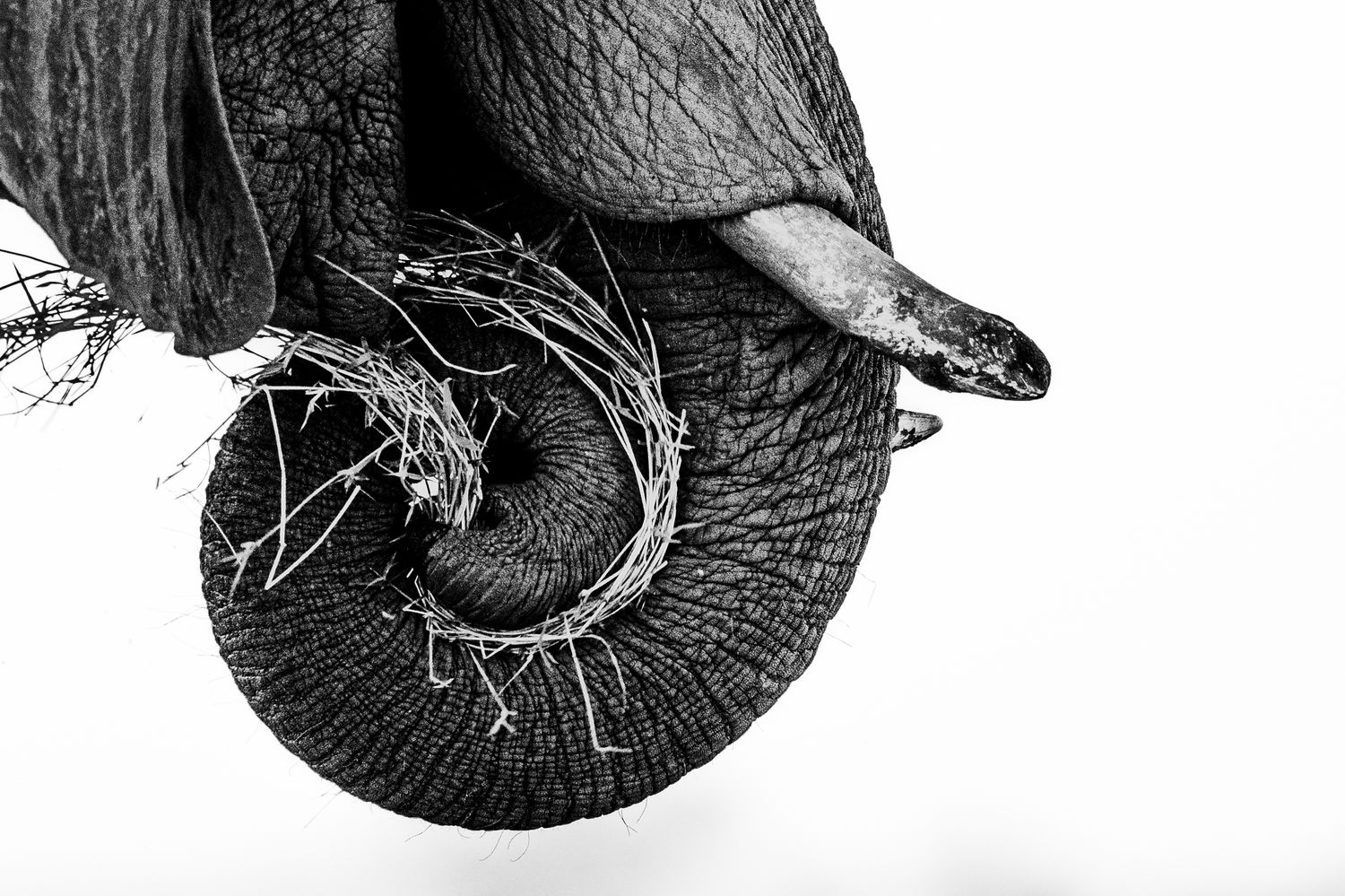 Black and white artistic shot of an elephant's trunk curled downward holding dry branches against white background.