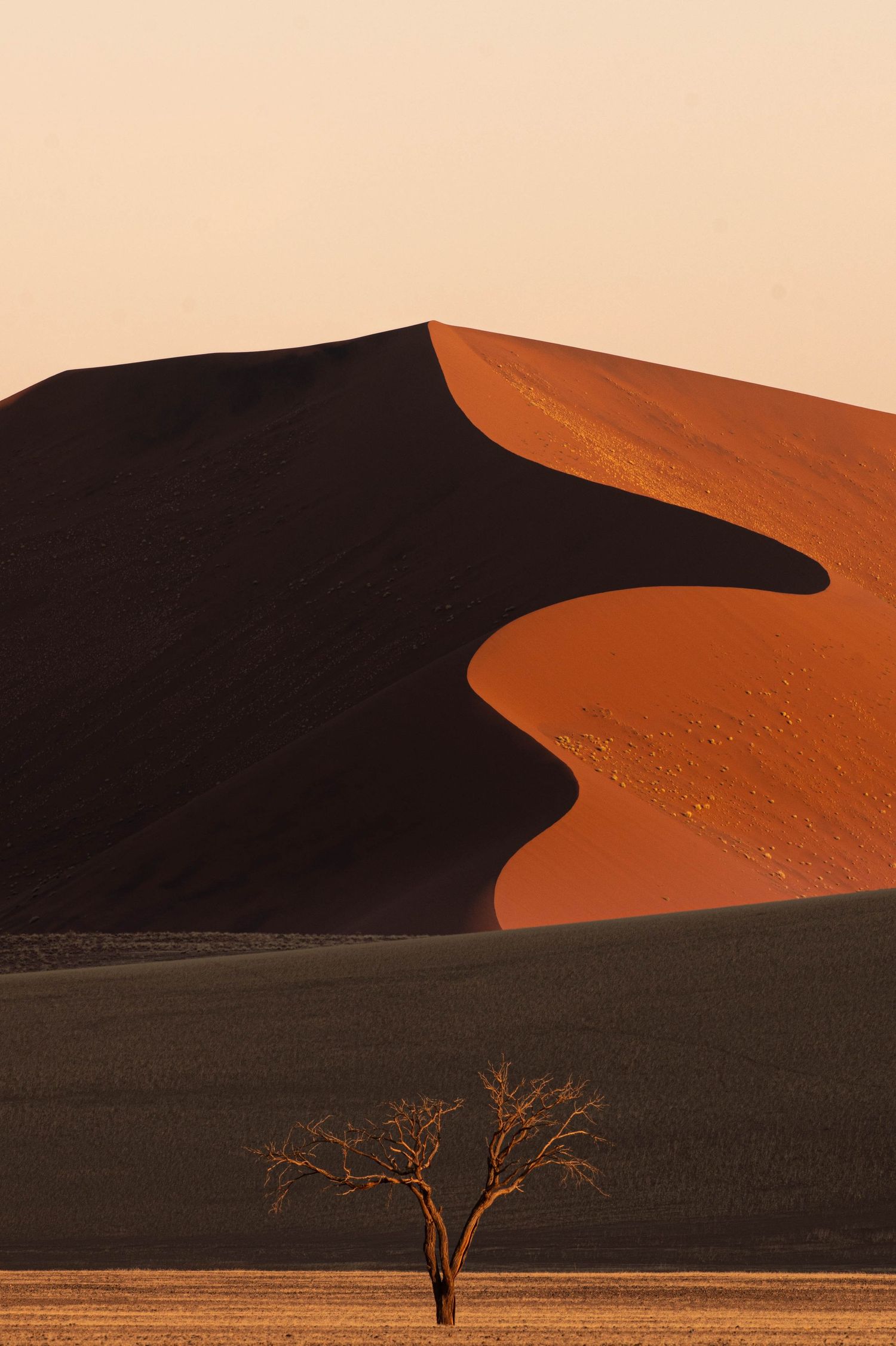 A lone bare tree stands before a massive red sand dune with dramatic shadow curves in the Namib Desert.
