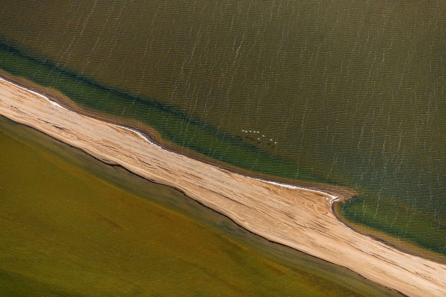 Aerial view of a sandy riverbank cutting through lush green fields with grazing animals.