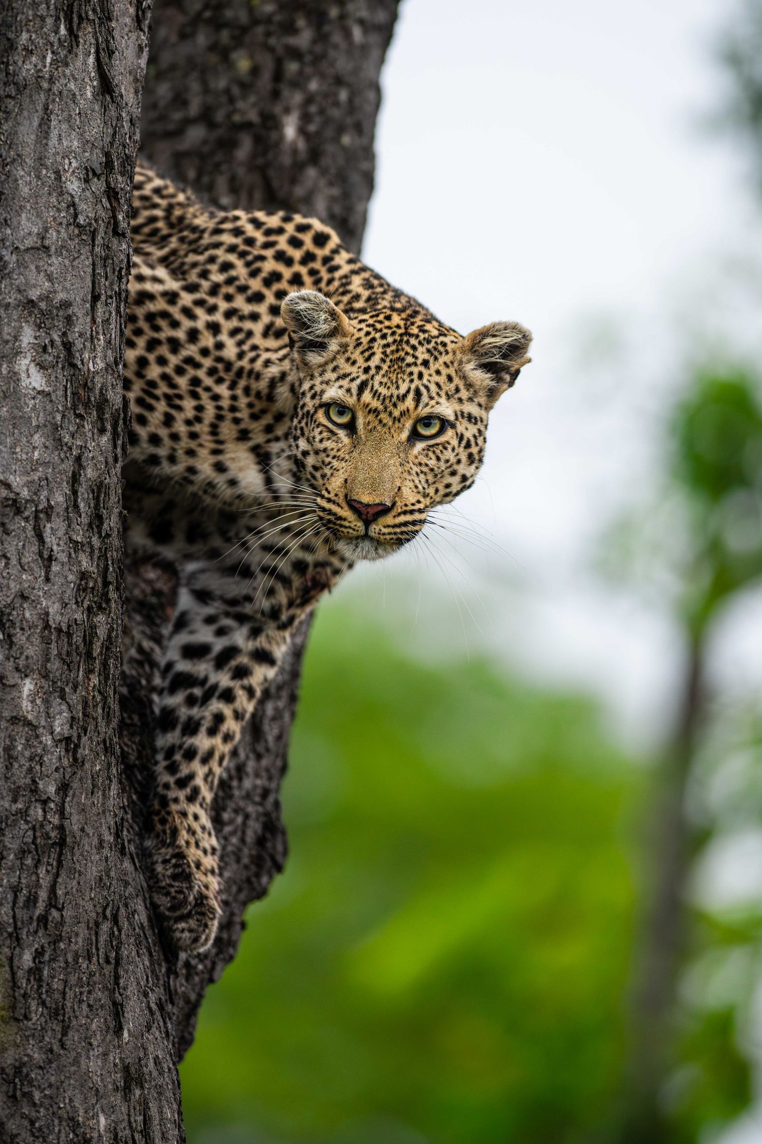 A leopard peers around a tree trunk with intense eyes in a lush green forest setting.