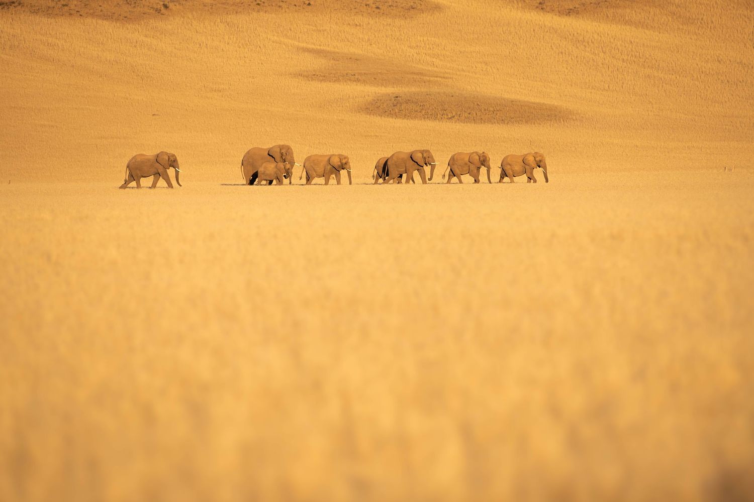 Herd of elephants walking across golden desert plains with sand dunes behind.