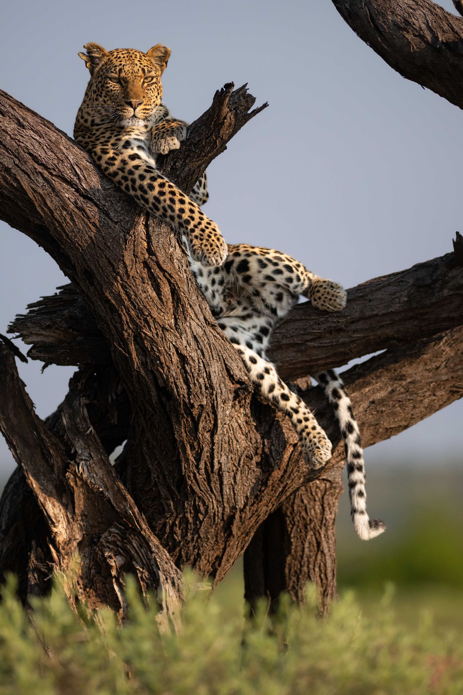 A leopard lounges lazily across the forked branches of a large dead tree in Africa.