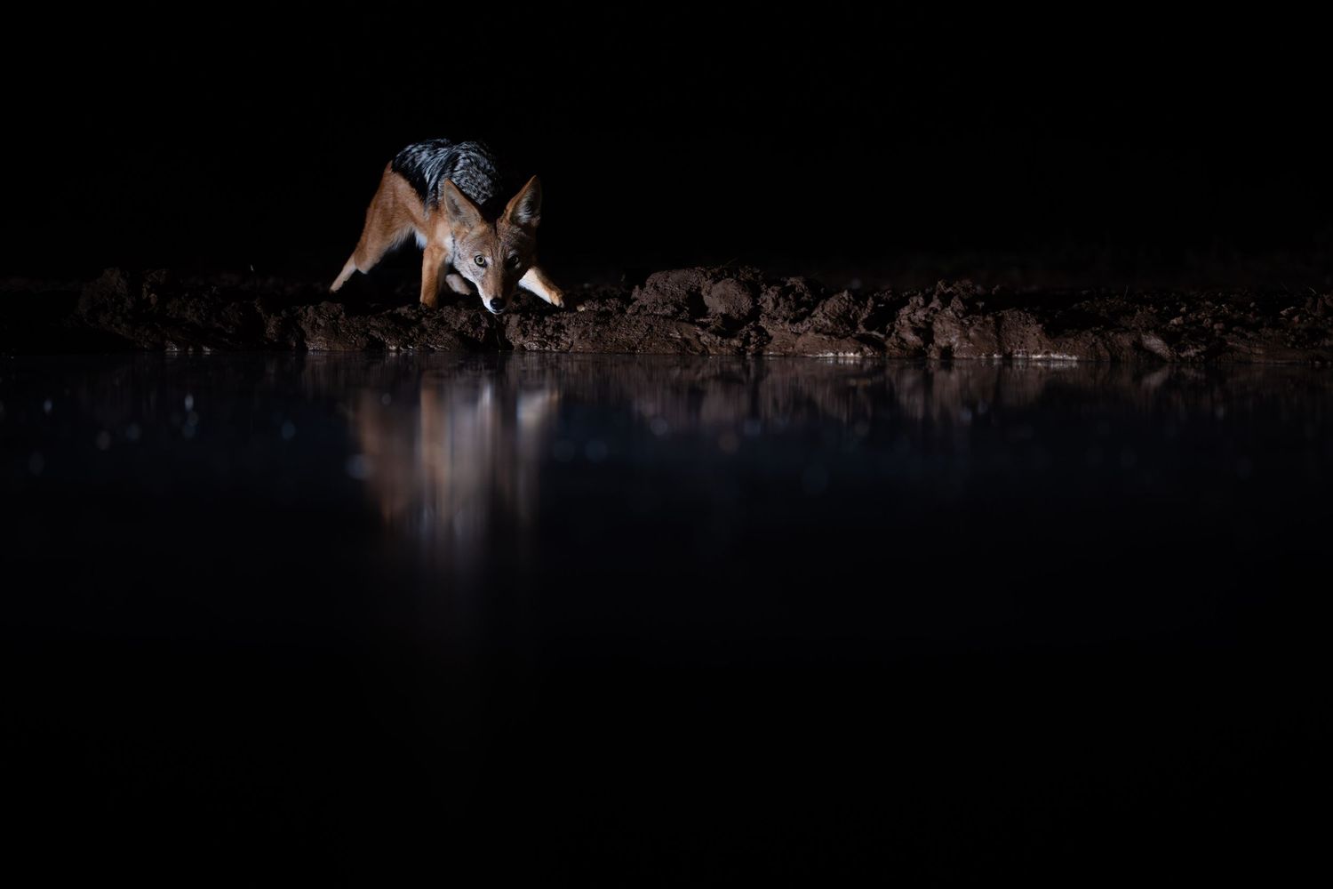 A fox drinking water at night, its reflection visible in the still water surface in a dark, atmospheric wildlife photograph.