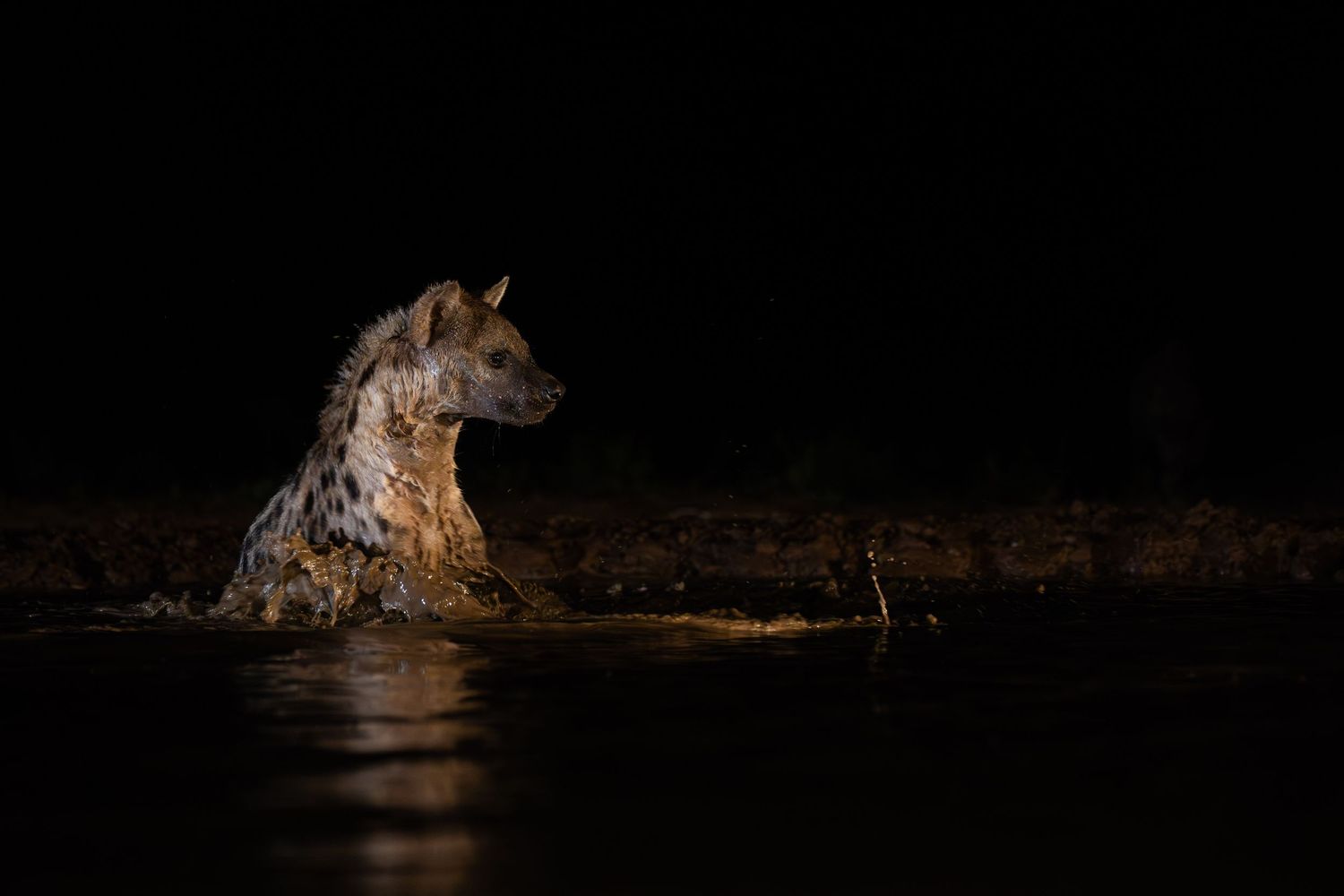 A spotted hyena stands partially submerged in a watering hole, dramatically illuminated against the dark night.