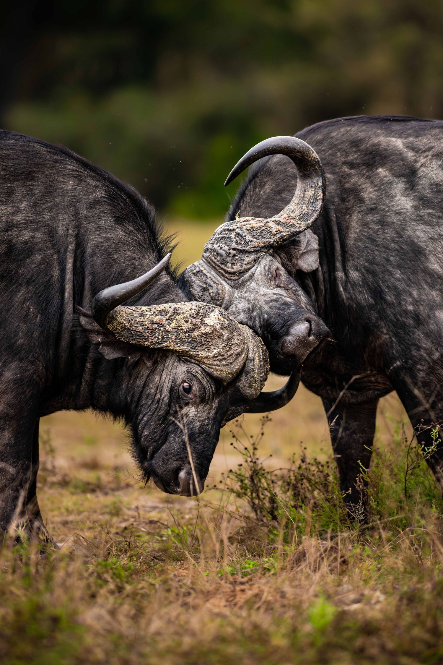 Two Cape buffalo bulls lock horns in a powerful head-to-head confrontation in the African wilderness undergrowth.