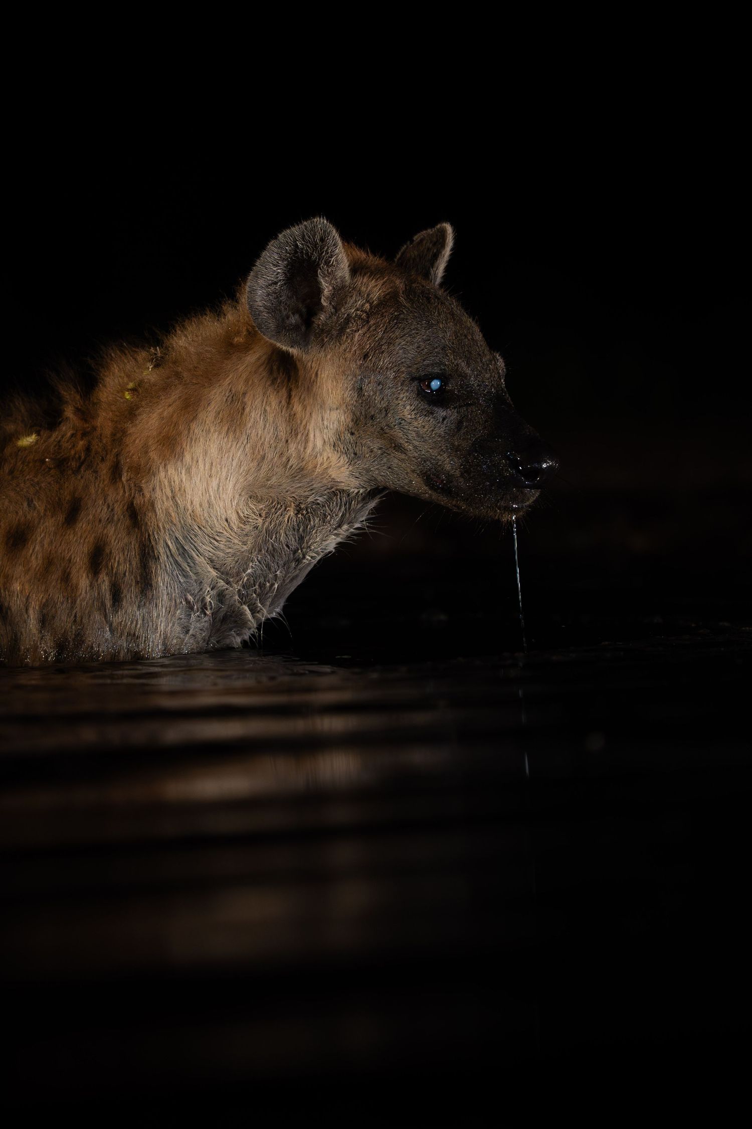 Close-up portrait of a wet spotted hyena emerging from dark water at night.