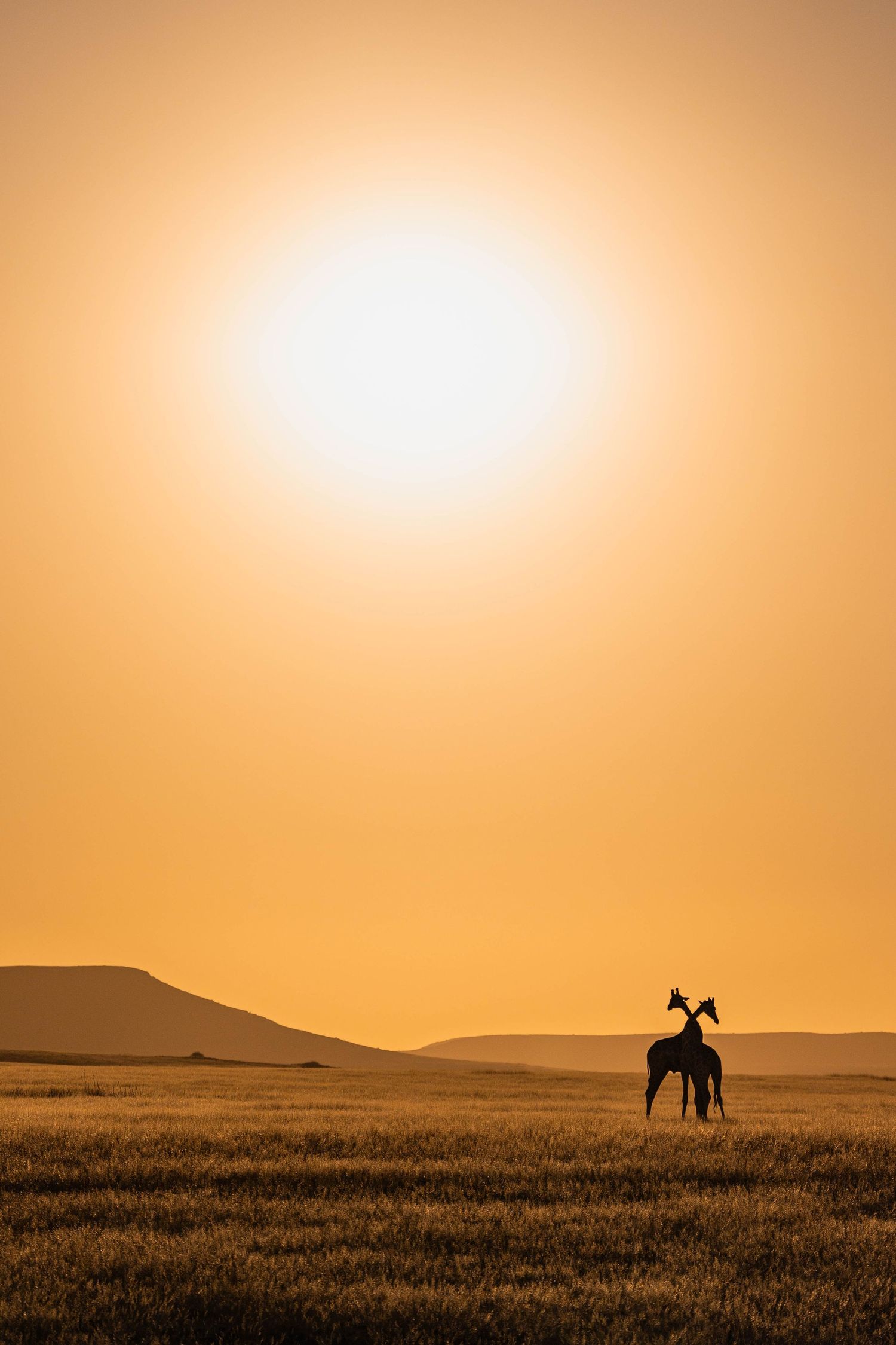 Silhouette of two giraffes standing on the African savanna during a golden sunset with a glowing sun overhead.
