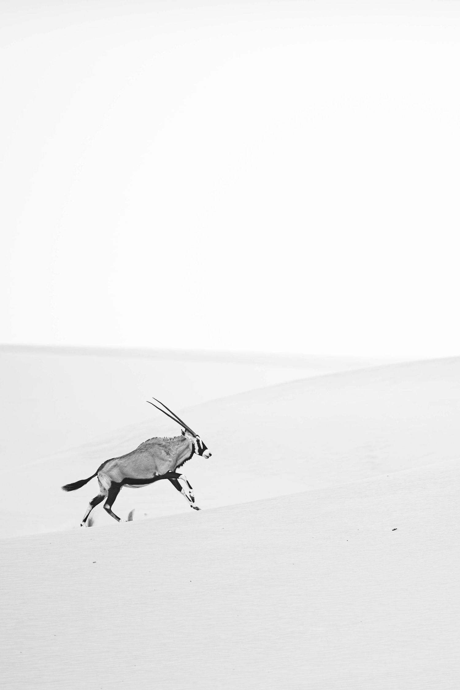 Oryx antelope running across white sand dunes in black and white desert photo.