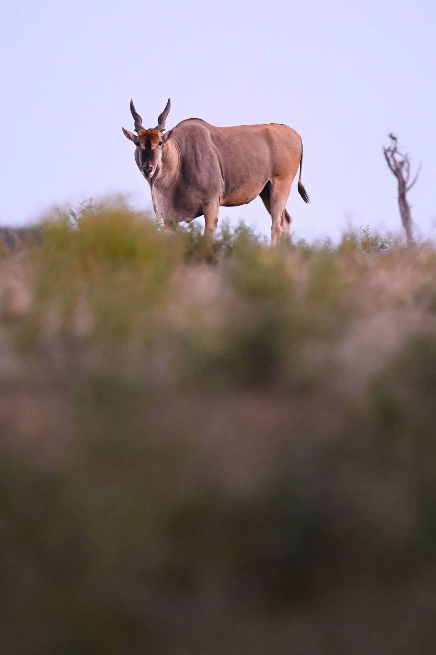 A large eland antelope stands atop a grassy hill at dusk, looking directly at the camera.