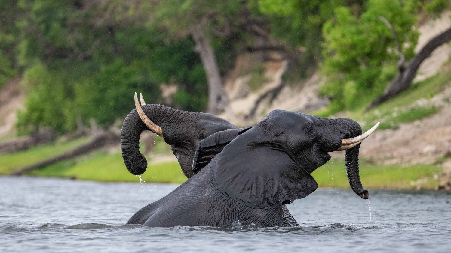 Two African elephants playfully wrestling and splashing in a river with lush green trees in the background.