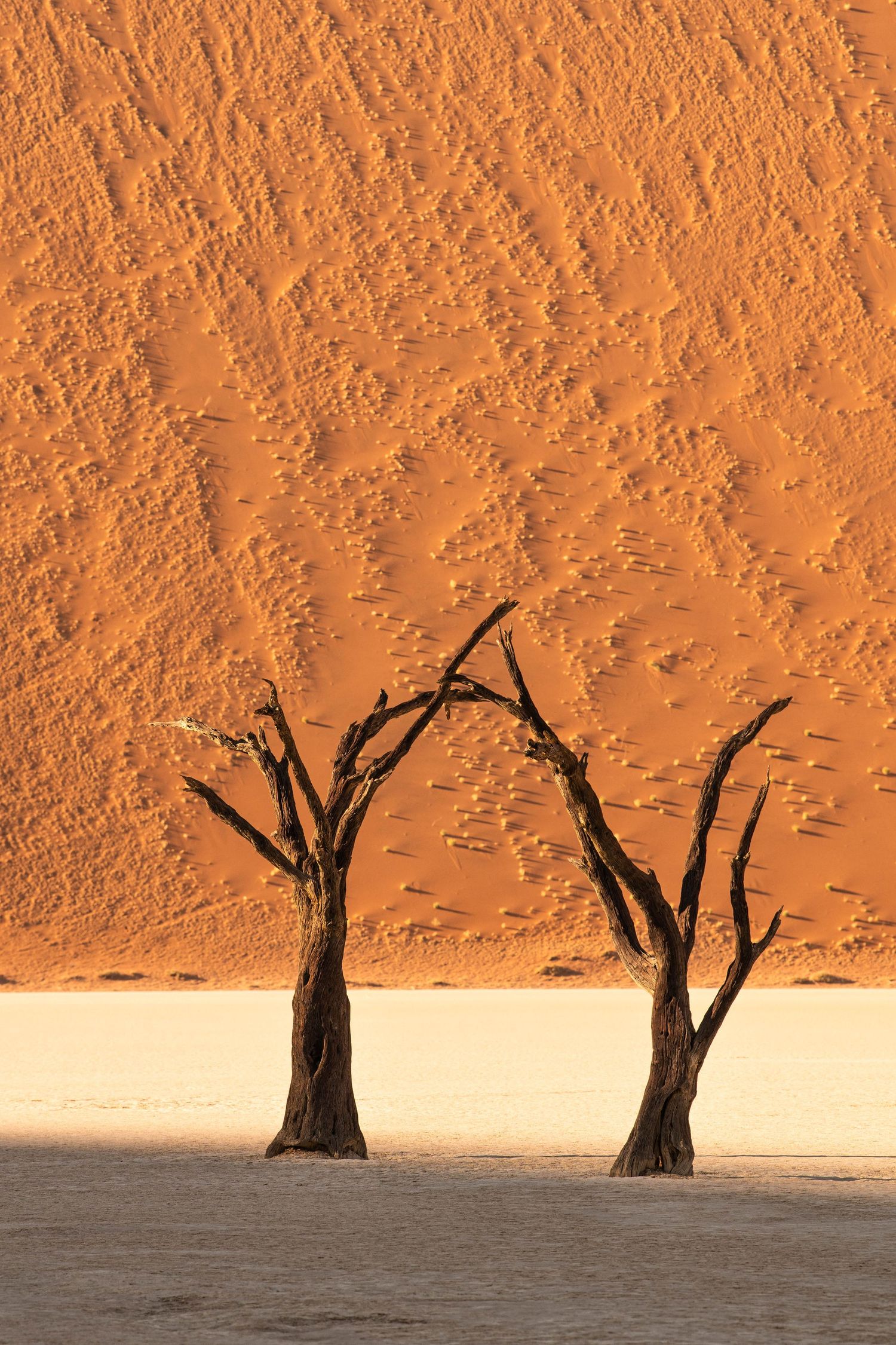 Two ancient dead trees stand on a white salt pan against a textured orange sand dune in Deadvlei.