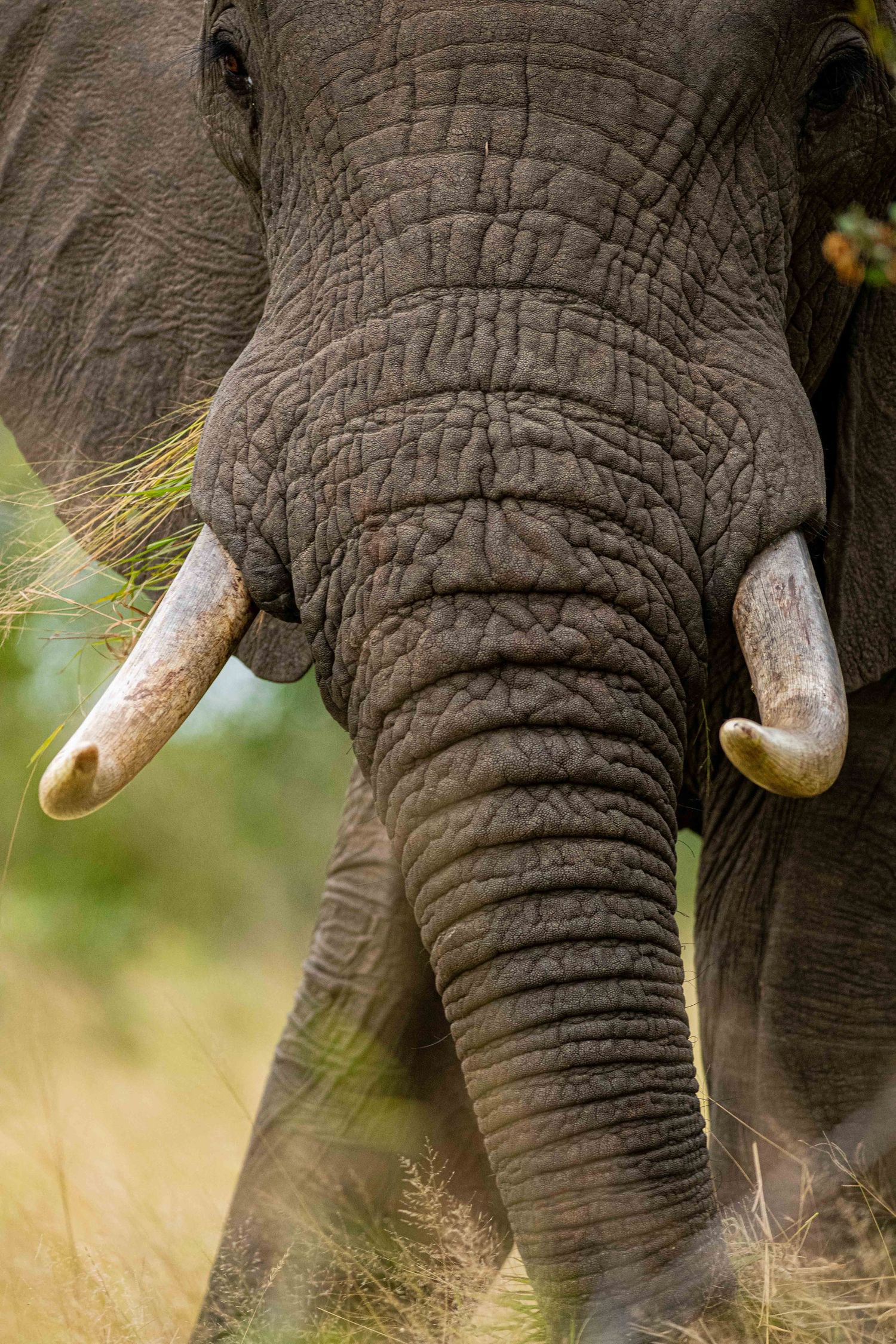 Close-up portrait of an African elephant showing detailed wrinkled skin, curved tusks, and long trunk in grassland.