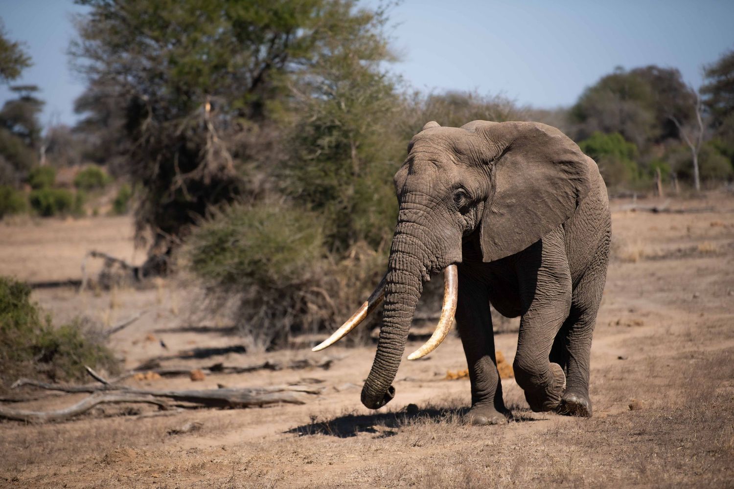 An African elephant with large tusks walks across dry savanna terrain with sparse trees in the background.