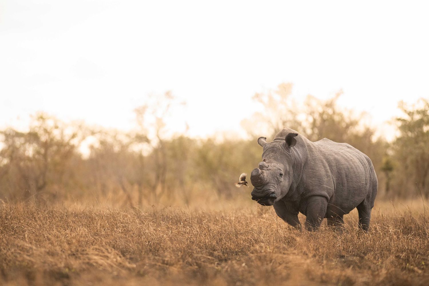 A white rhinoceros standing alone in dry golden grassland with sparse trees in the background.