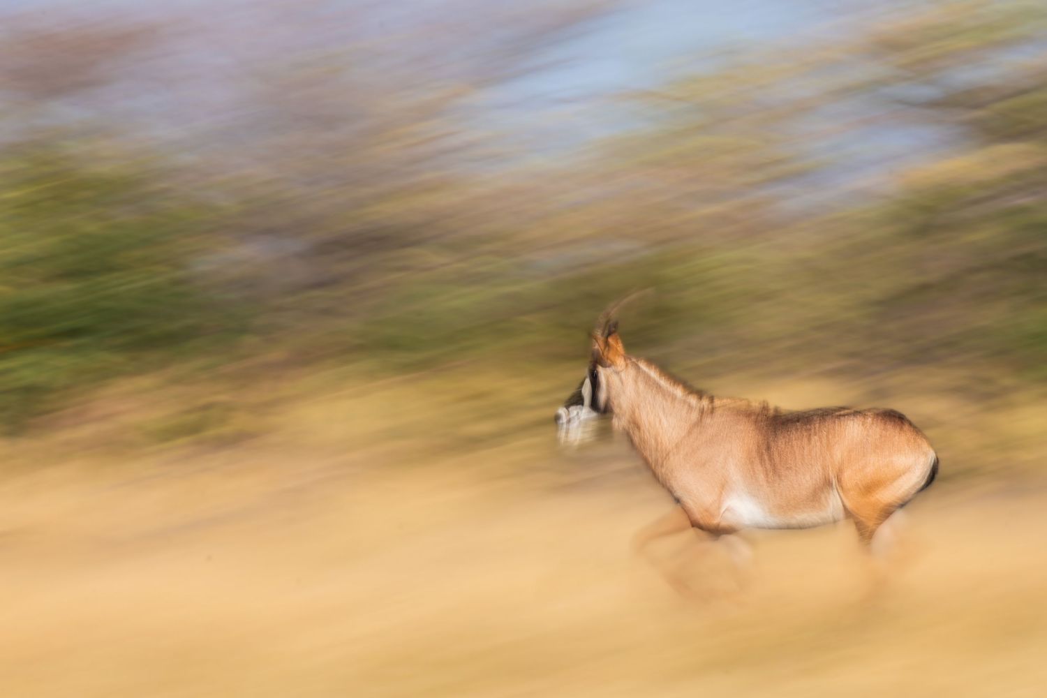 A motion-blurred eland antelope runs across the golden African savanna landscape.