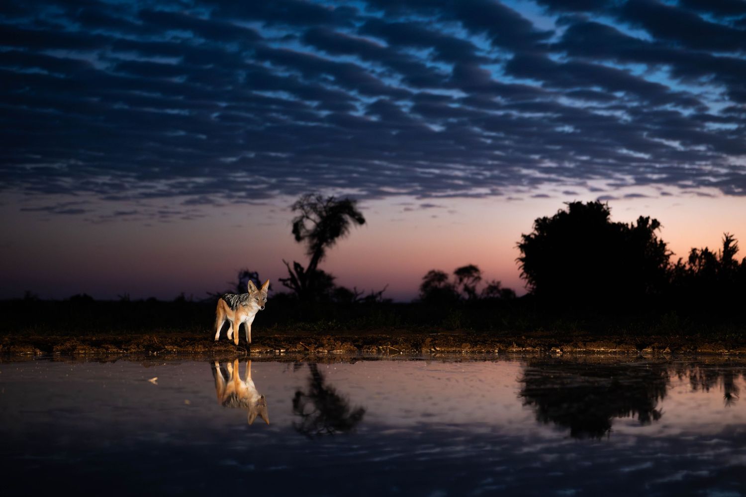 Lone white horse standing at a reflective pool under dramatic blue twilight sky.